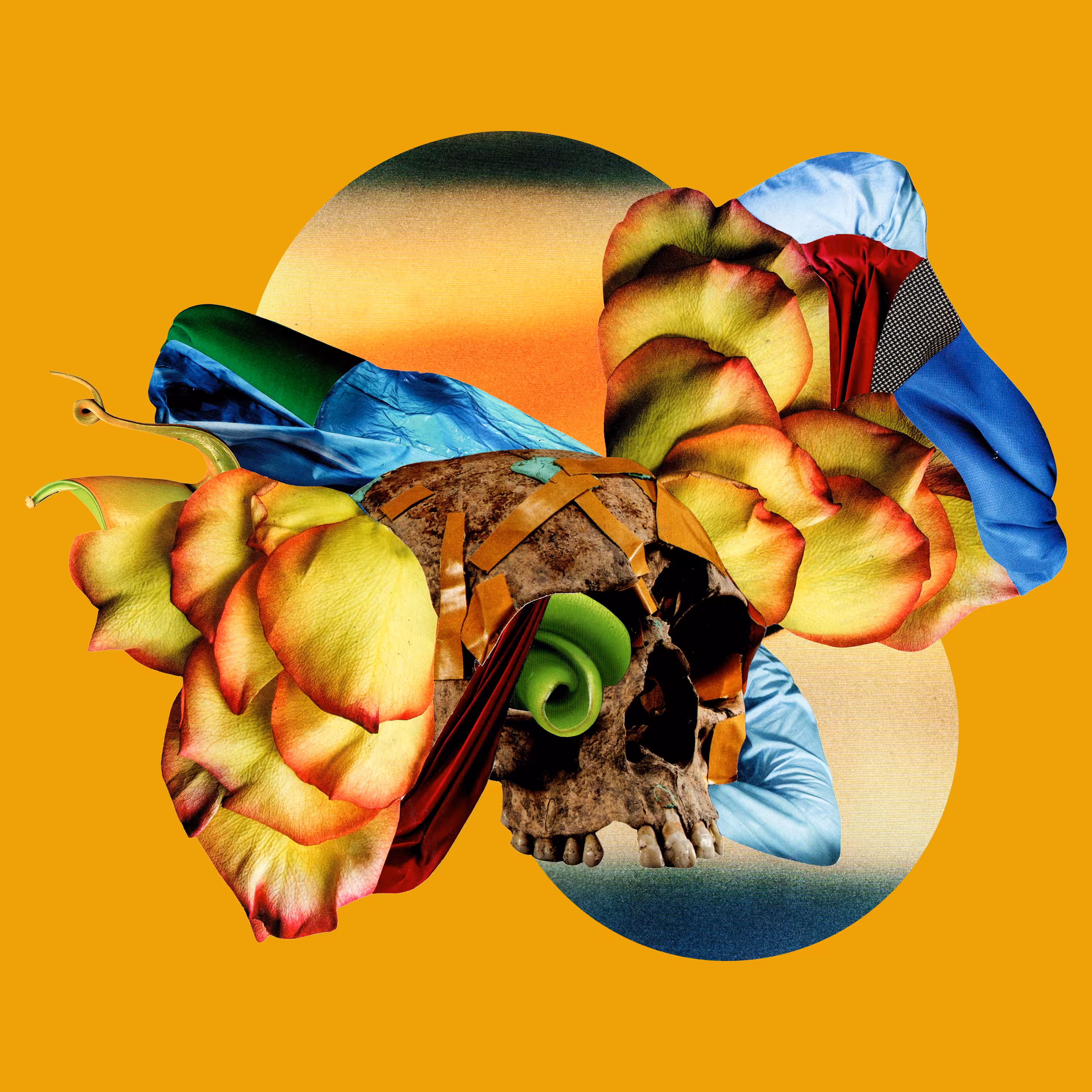Oasis