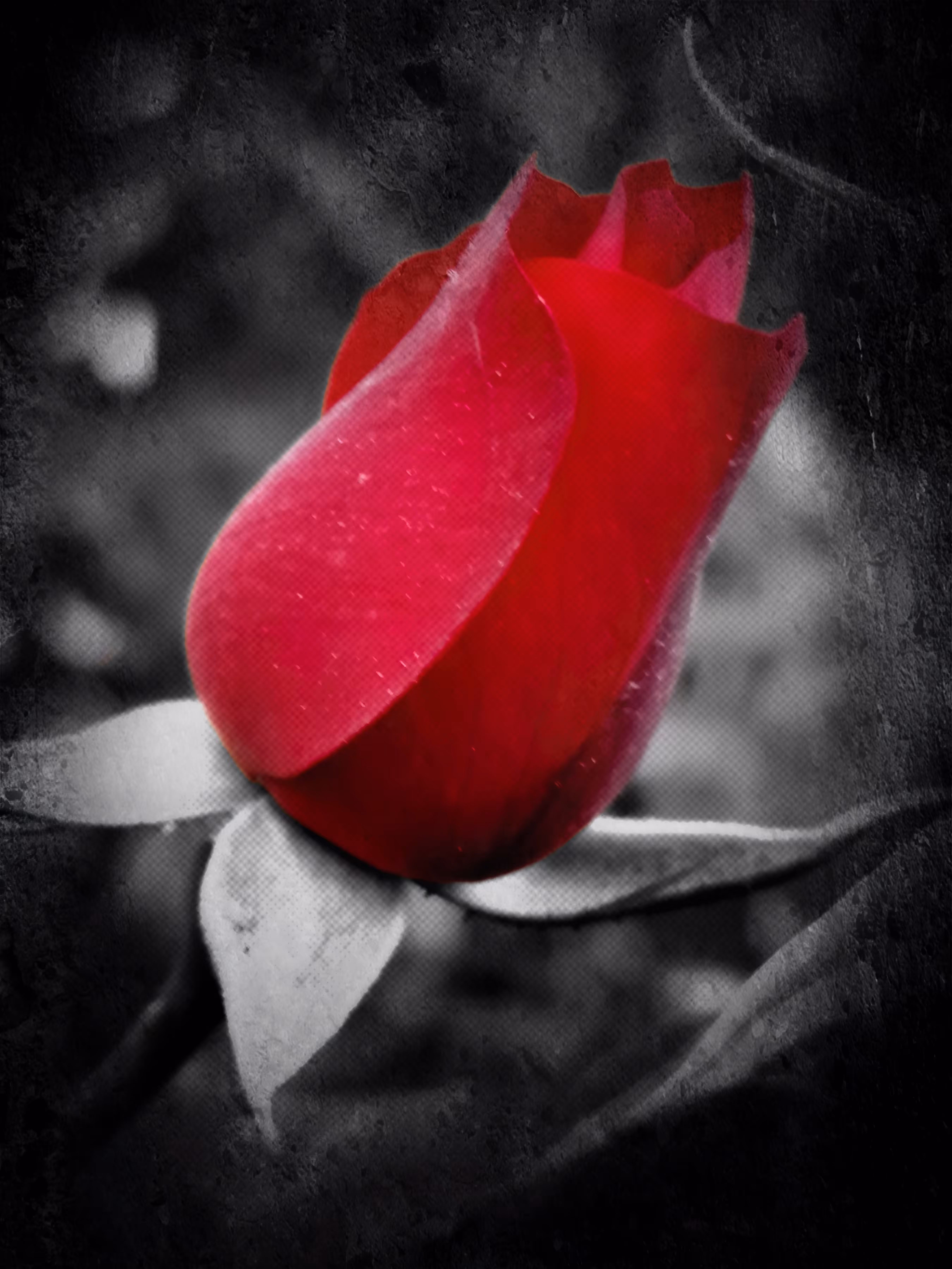 Rosebud 