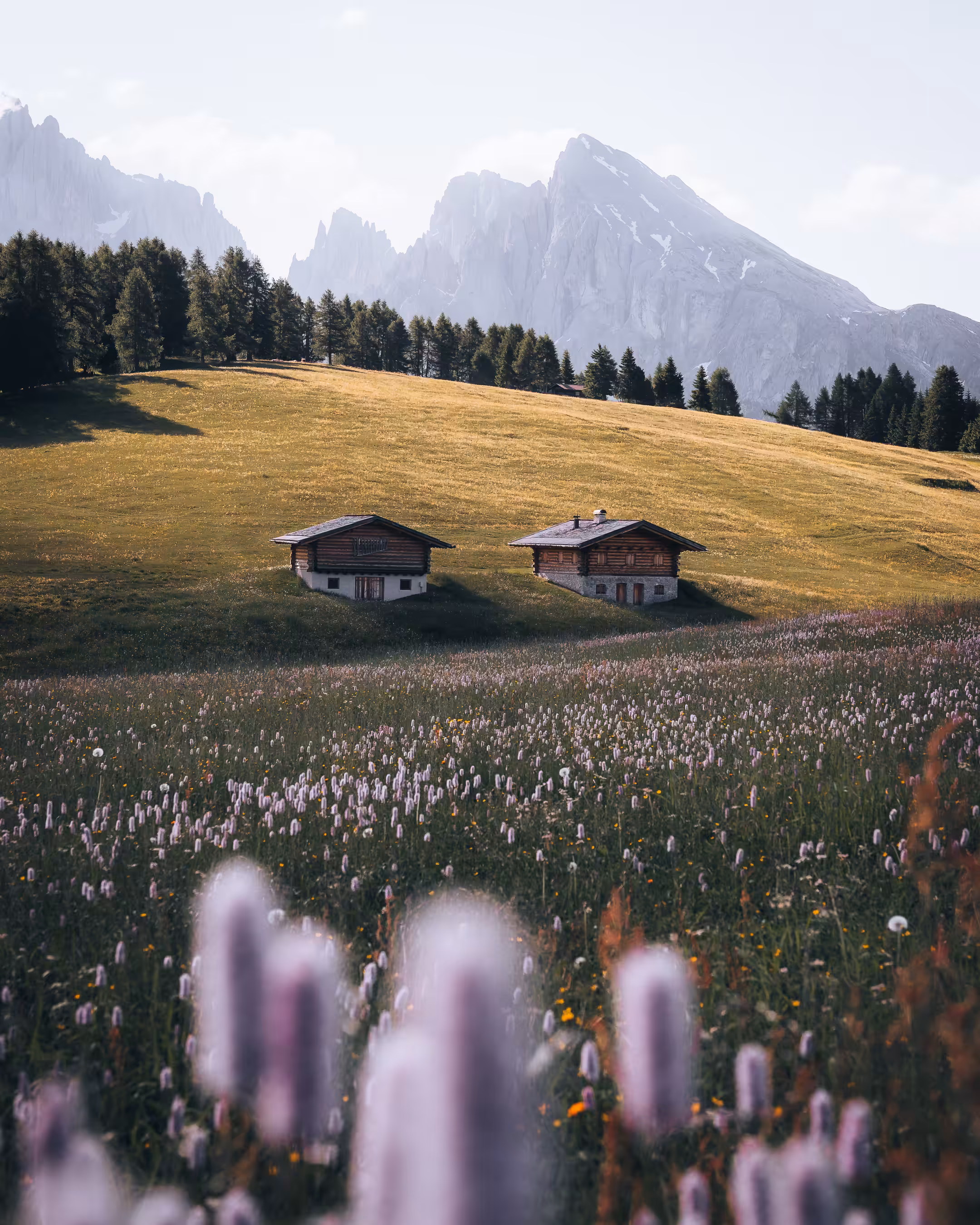 Alpine Meadow