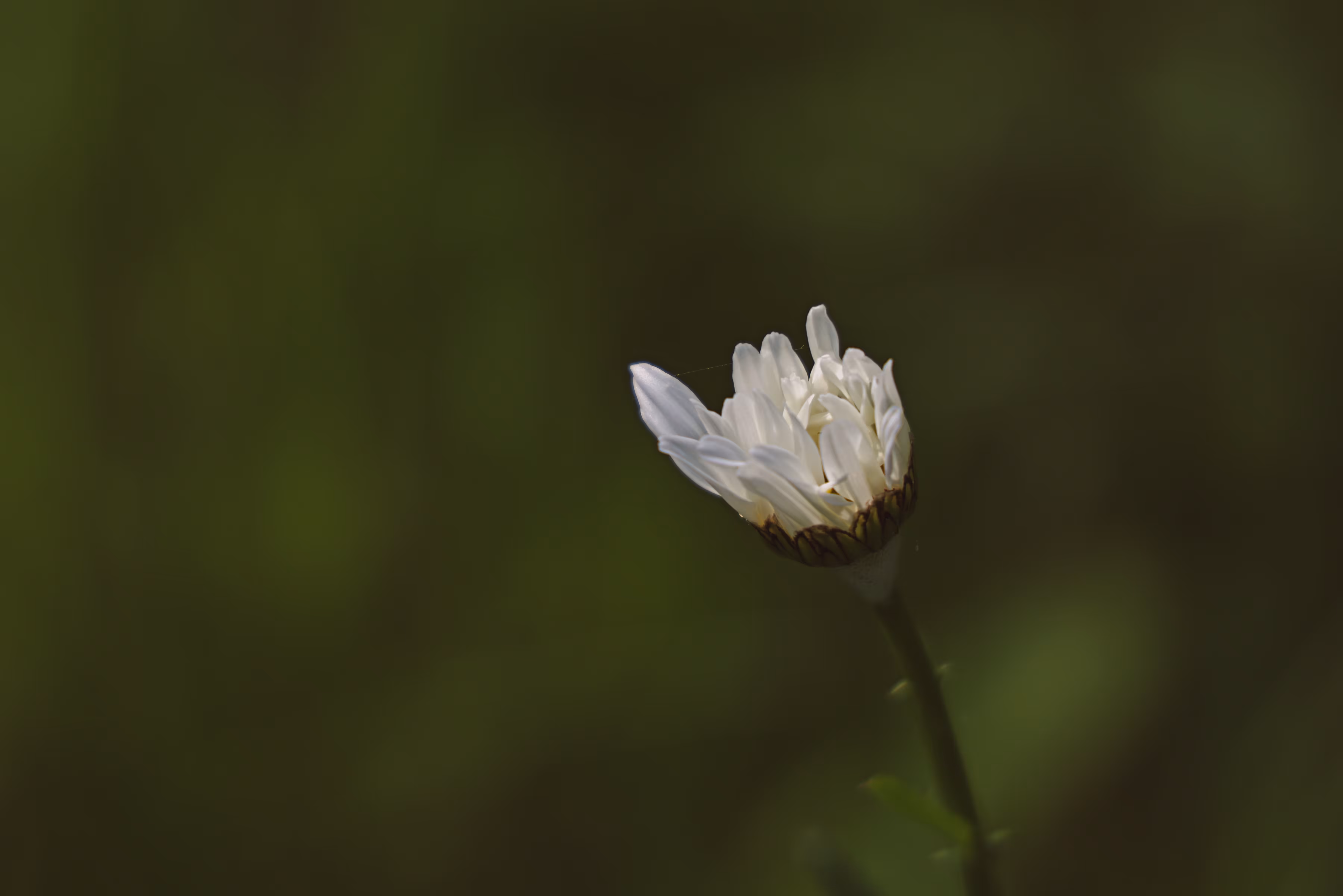 _still