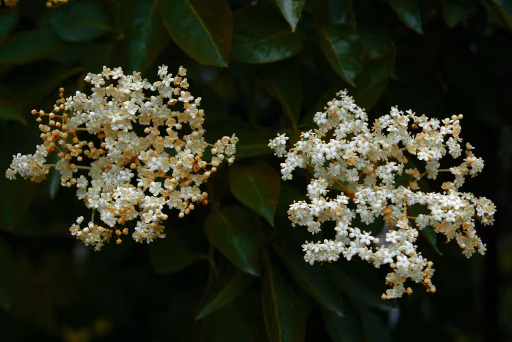 a beautifull white flower