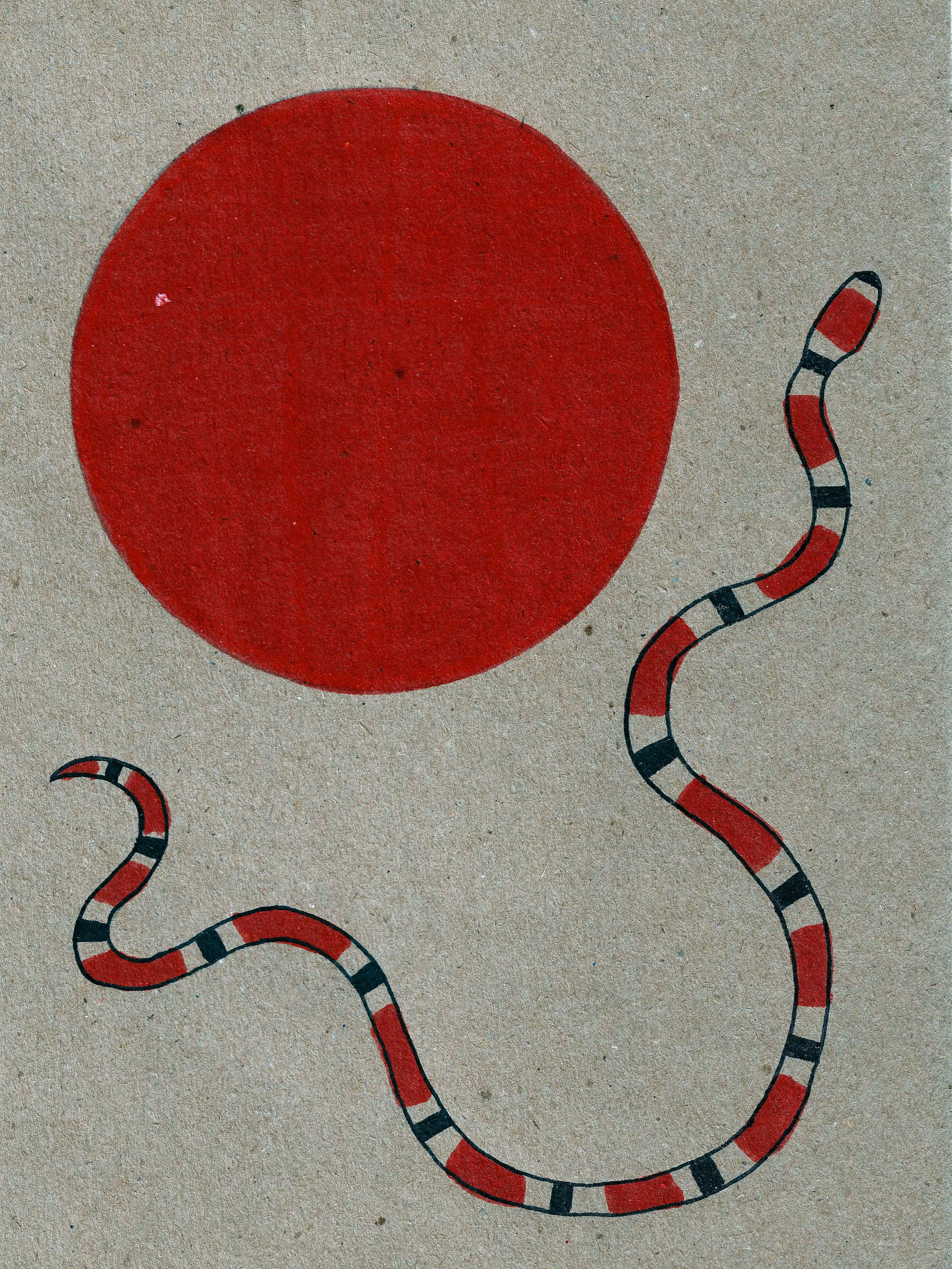 cobra-coral