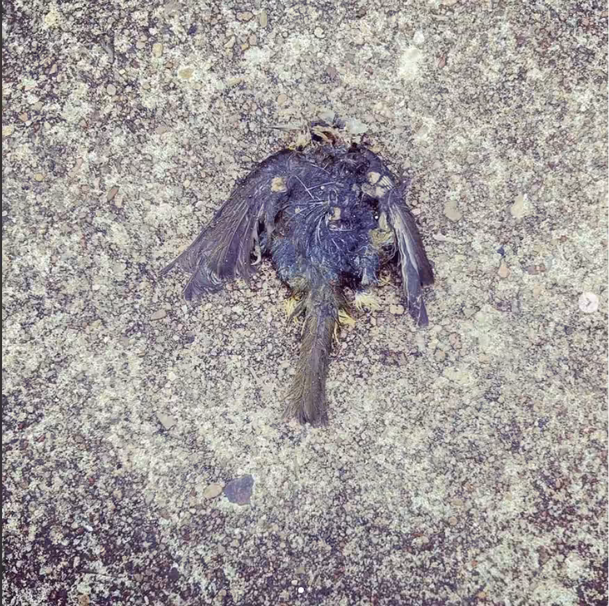 janeblue DEADBIRD series 1