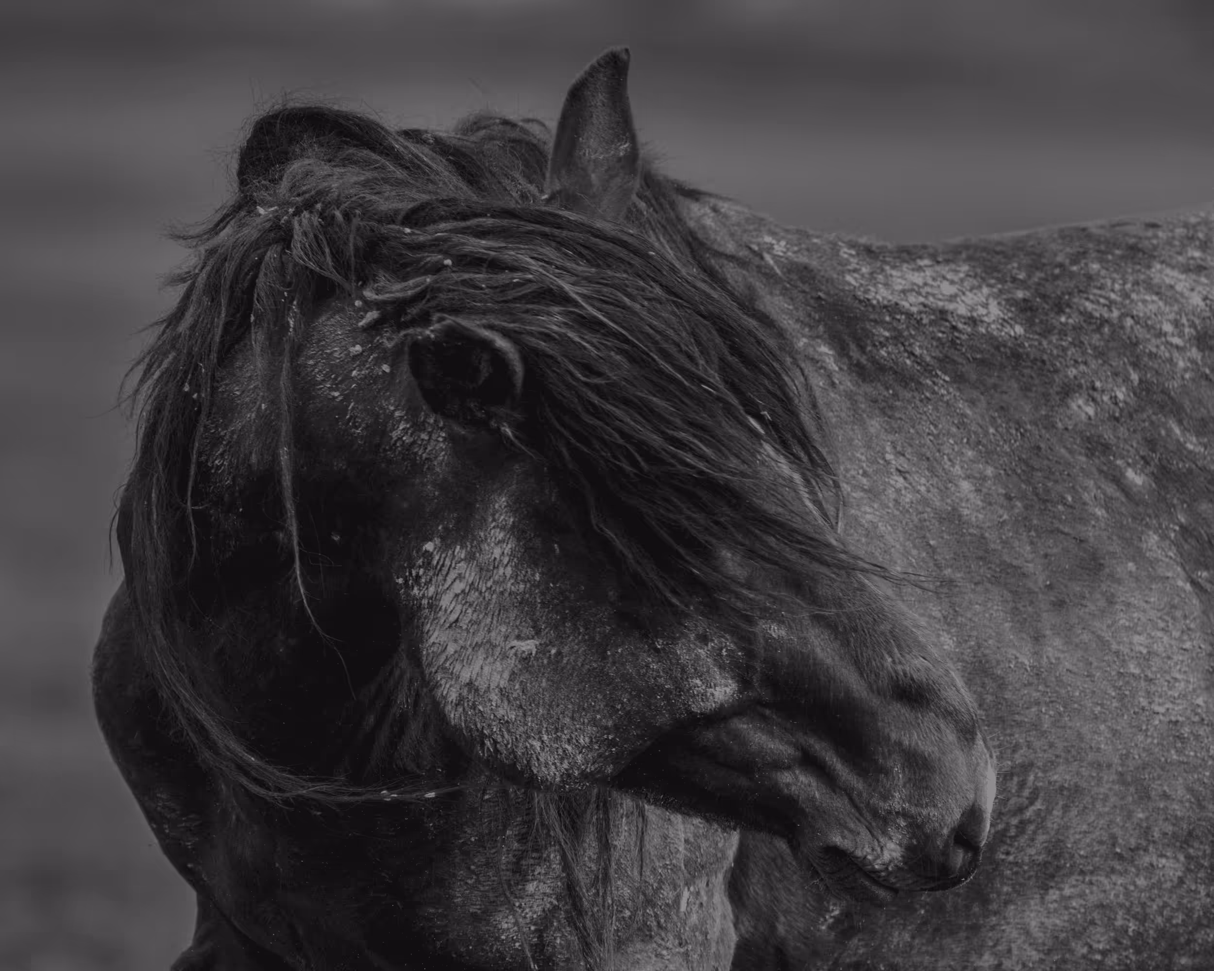 Wild Mustangs: Grace
