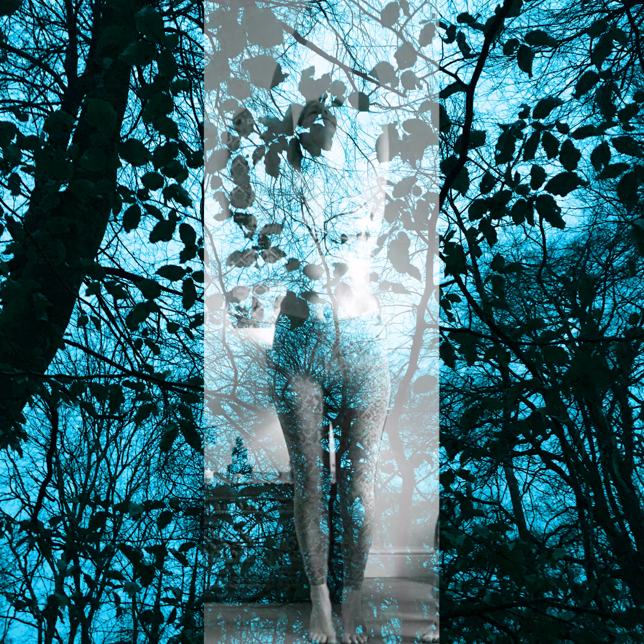 Dark Forest #20