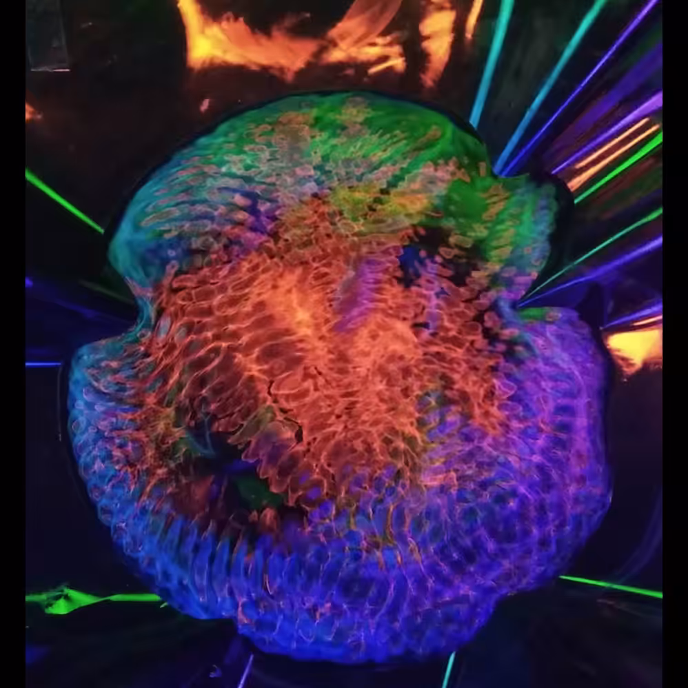 Cymatic Art: Waves of Transition