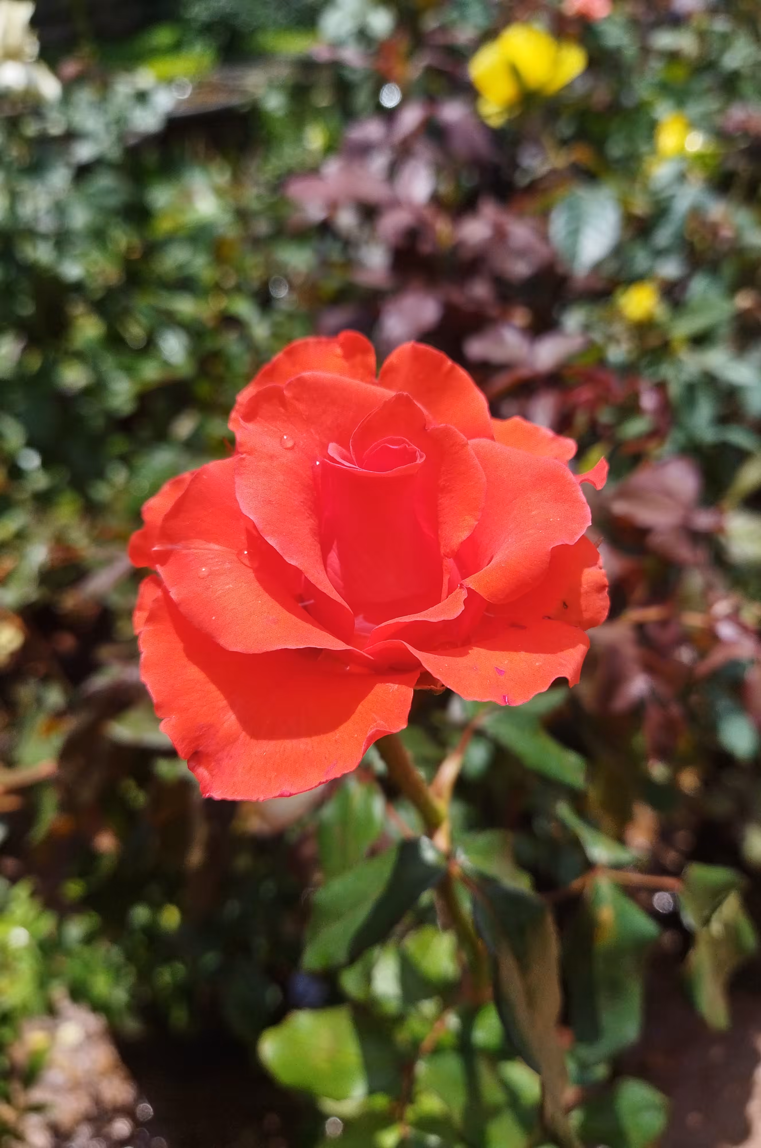 The Flaming Rose 