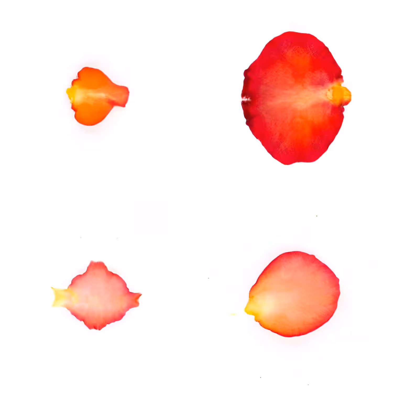 Infinite Petals 2x2#3500