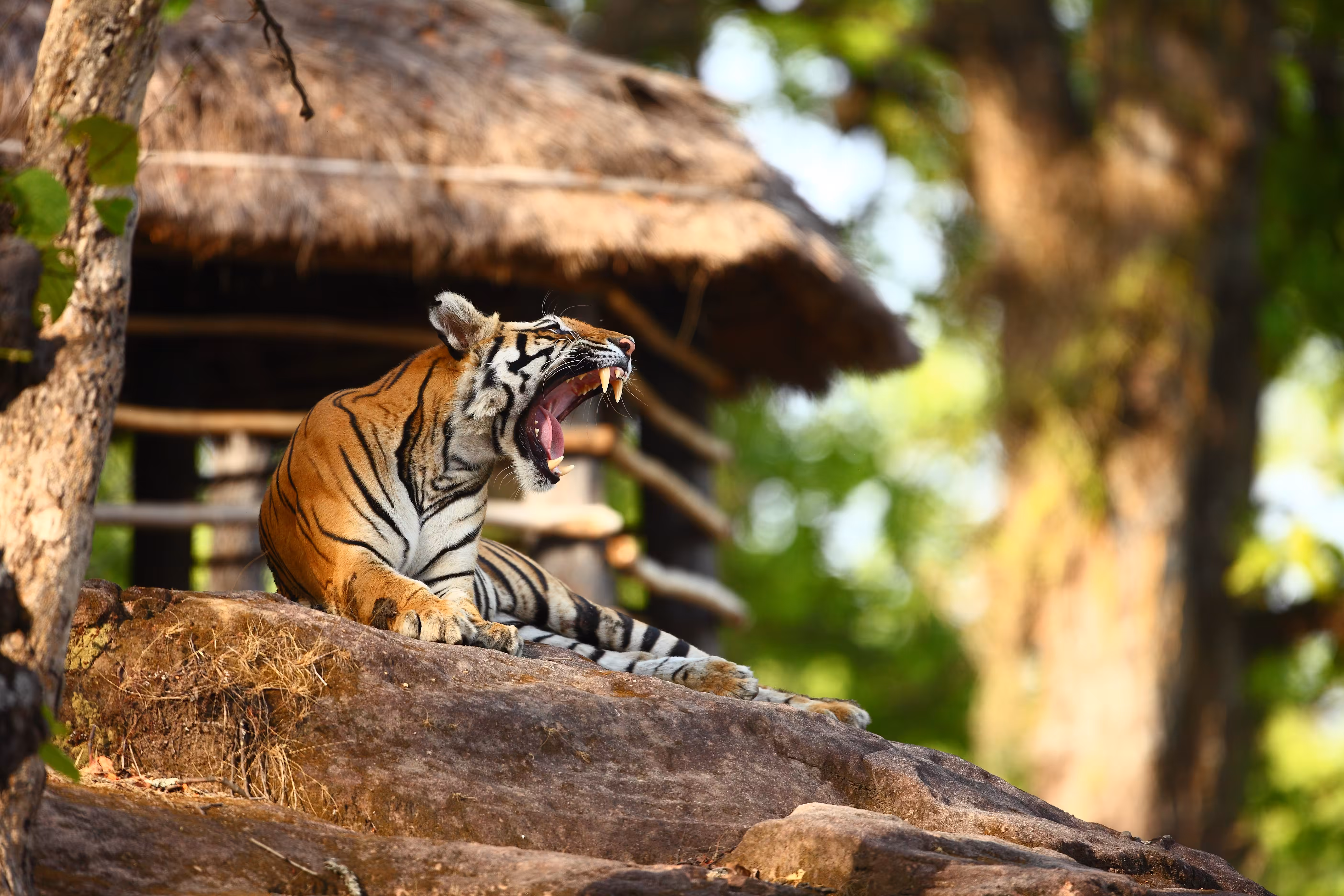 Yawn