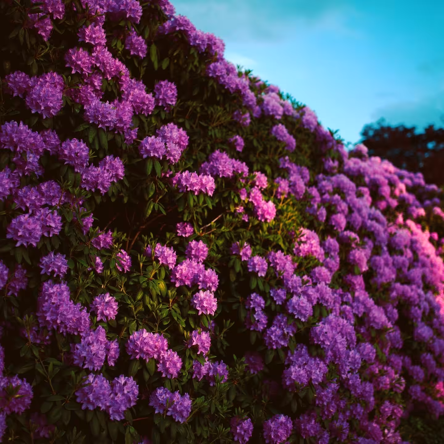 Plentiful