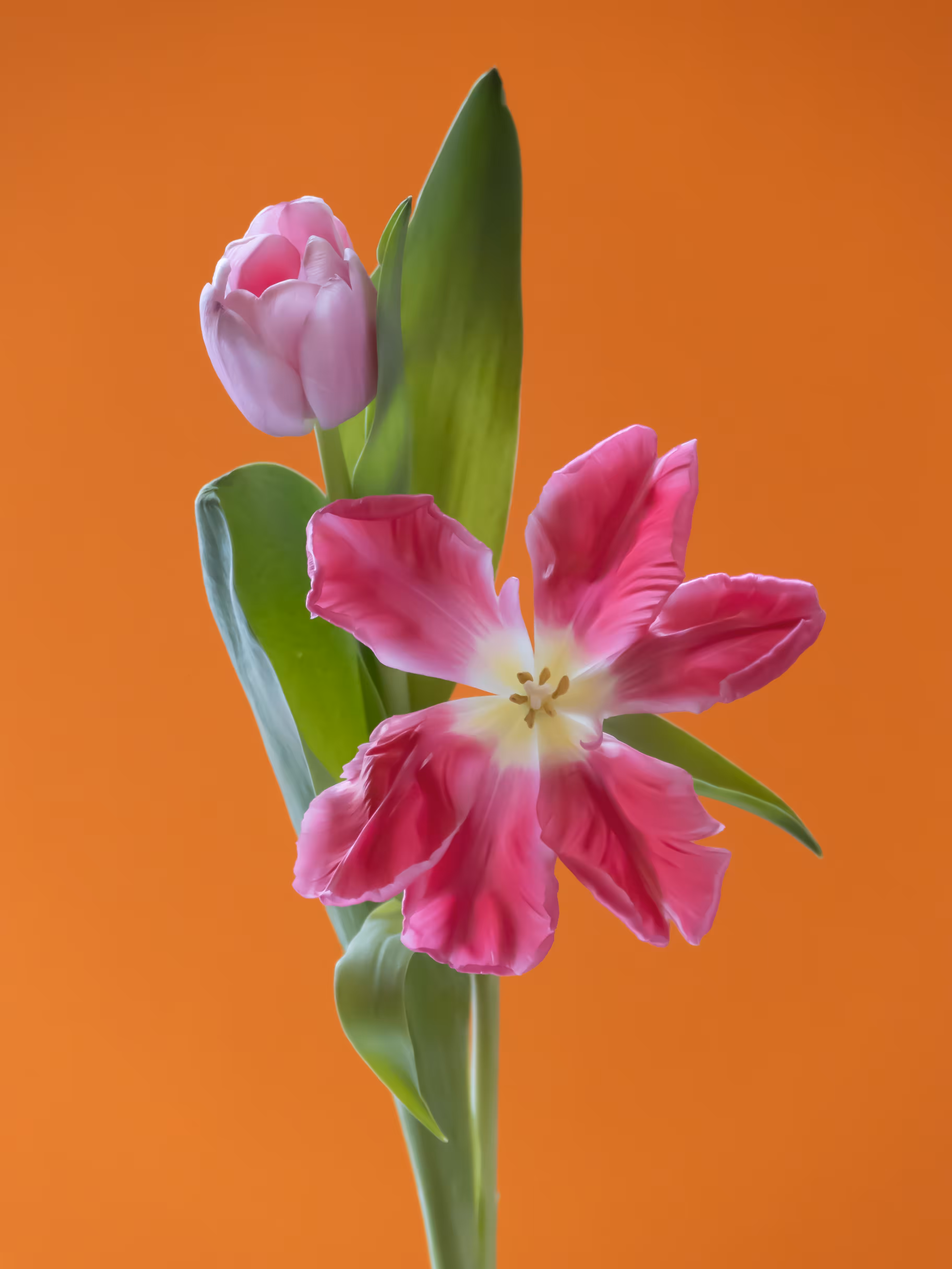 Tulip 1637 [4]