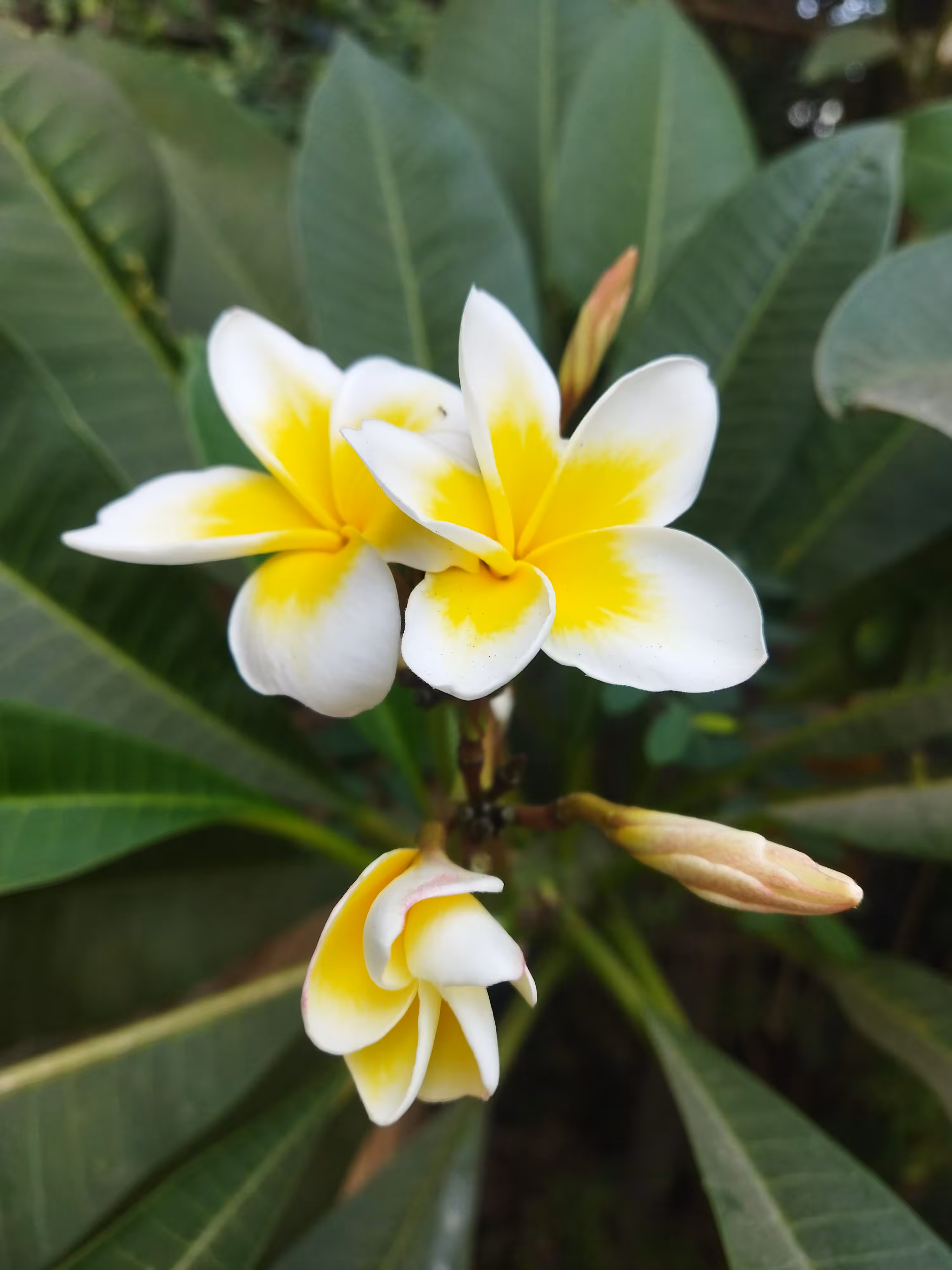 White & Yellow Plumeria Flowers 