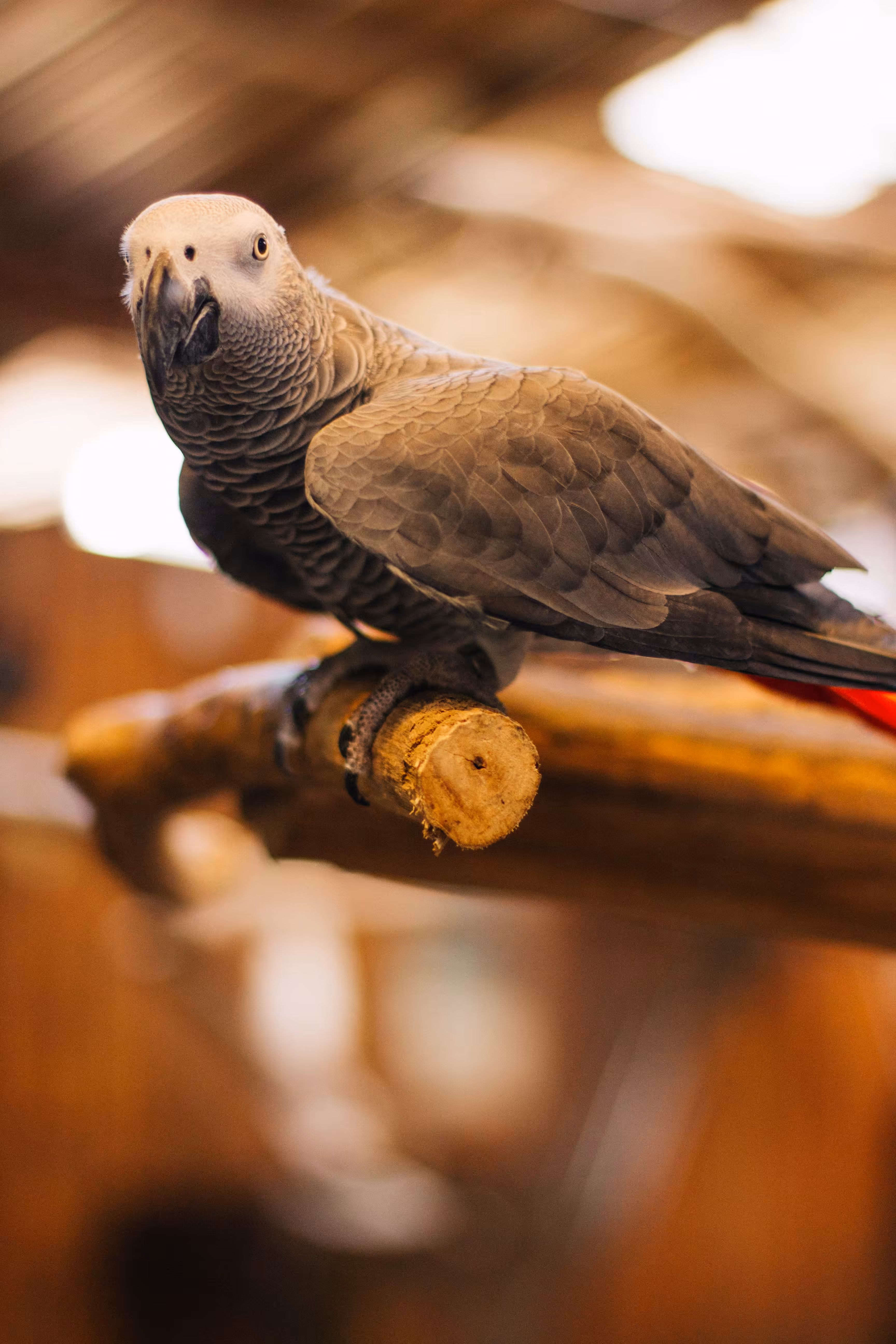#PHOTO 2 - PARROT