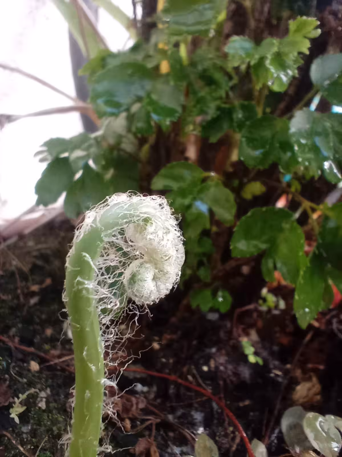 Fern Sprout (OP)