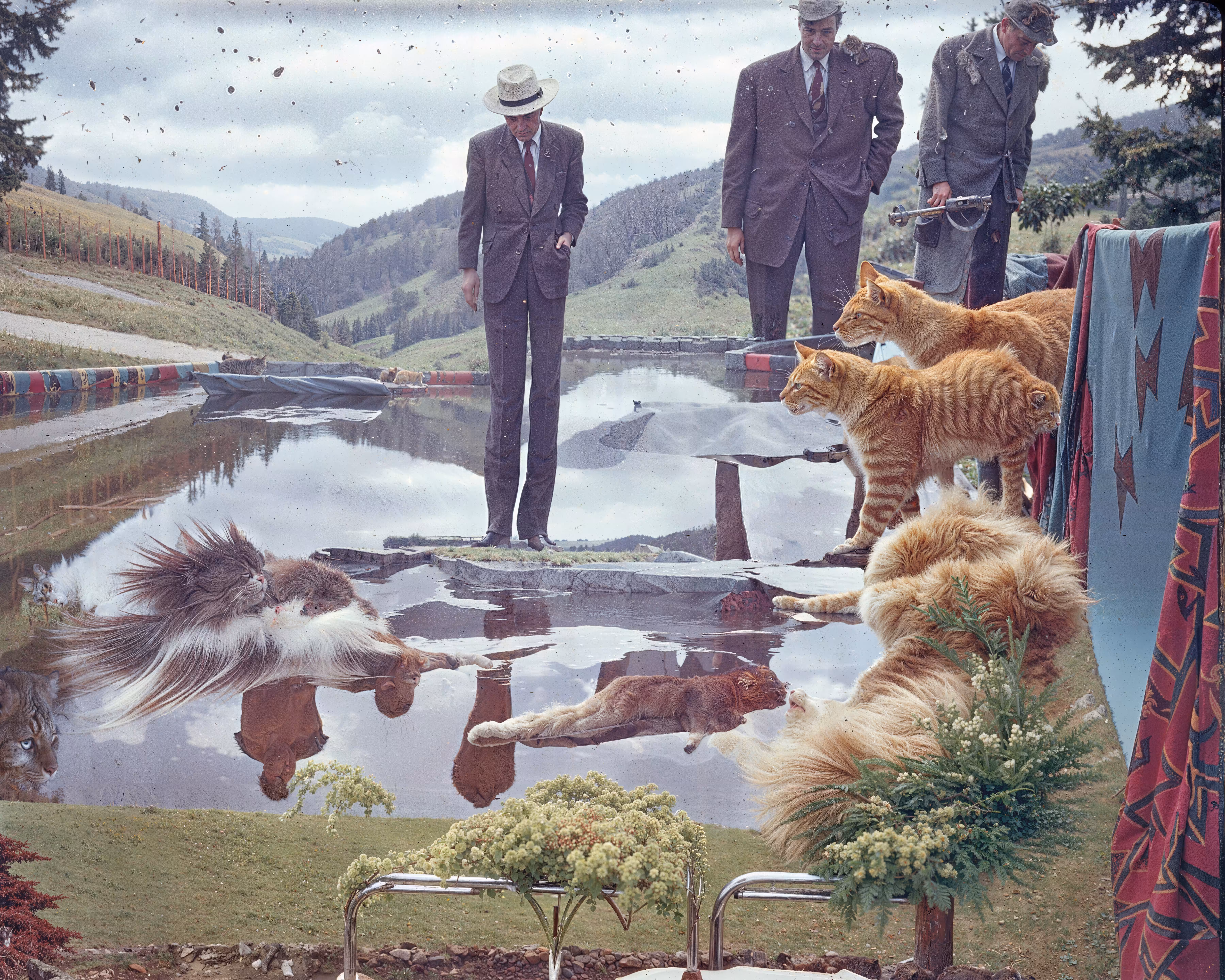 Feline Lake