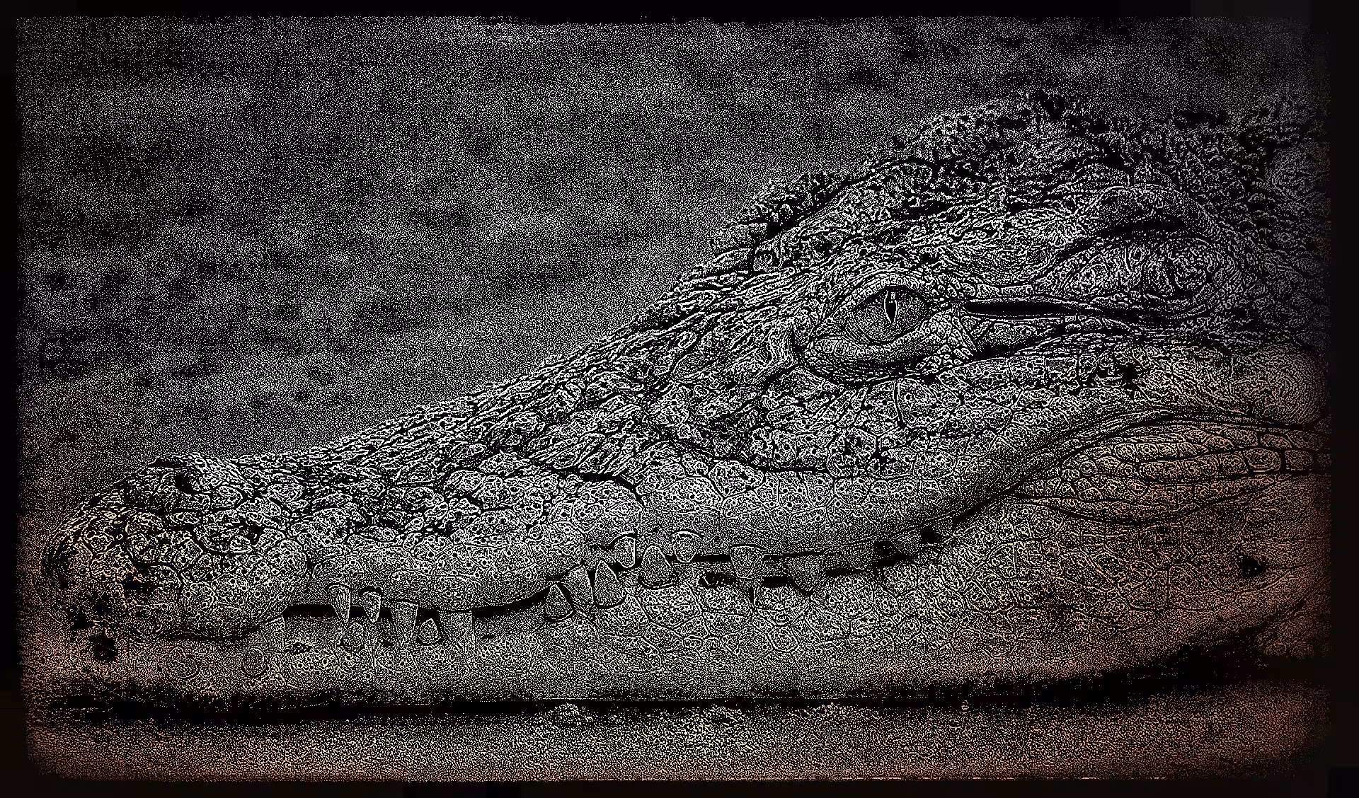 Crocodile#026