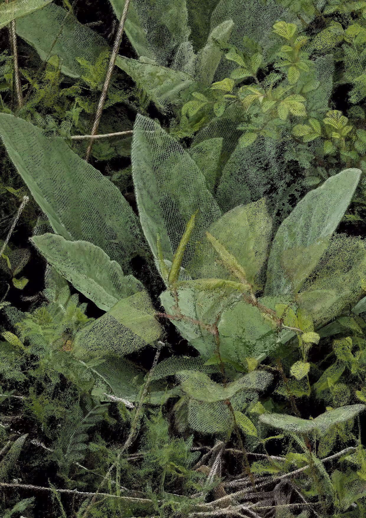 Overgrowth 0095