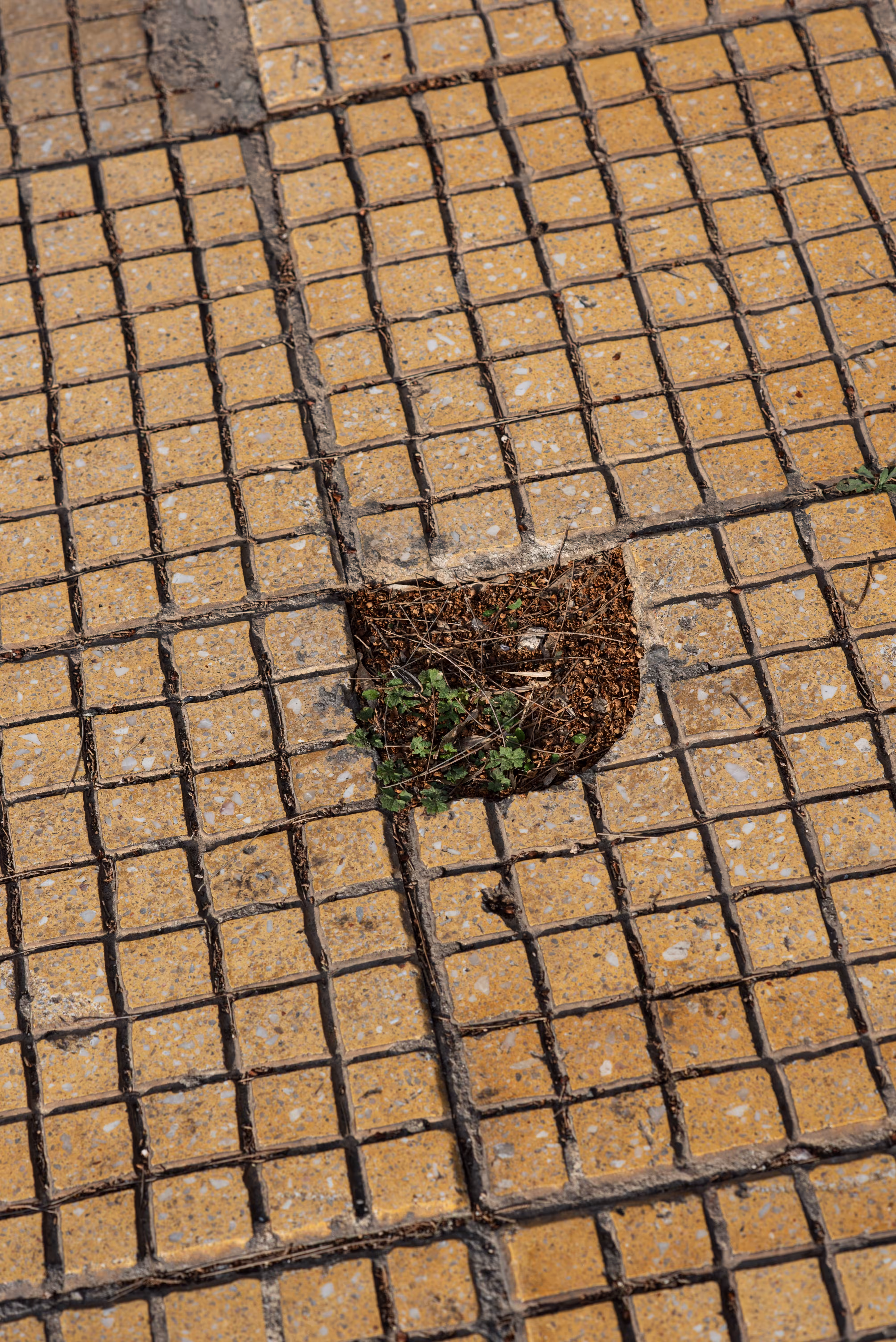Green Struggle