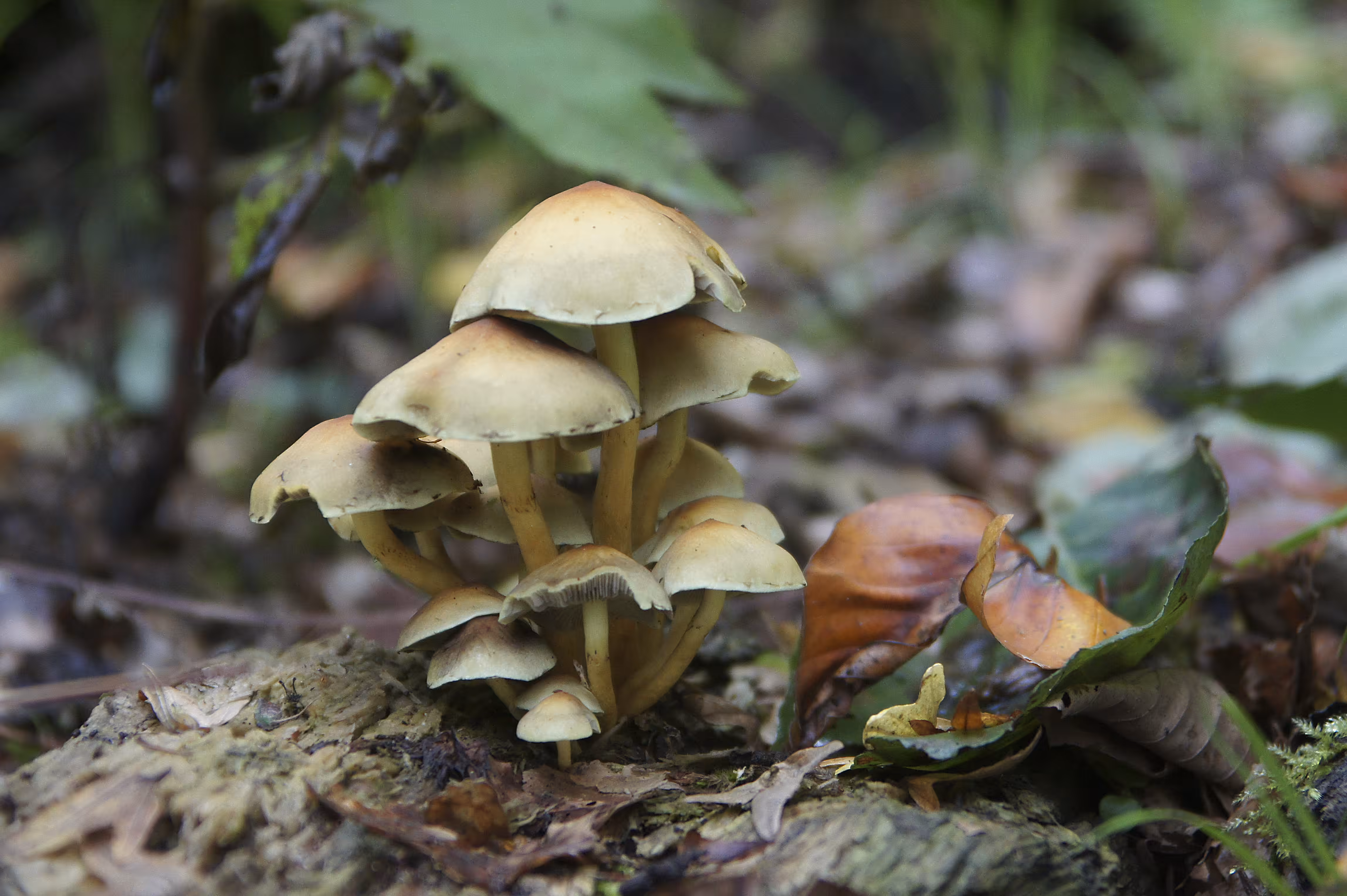 Fungi family