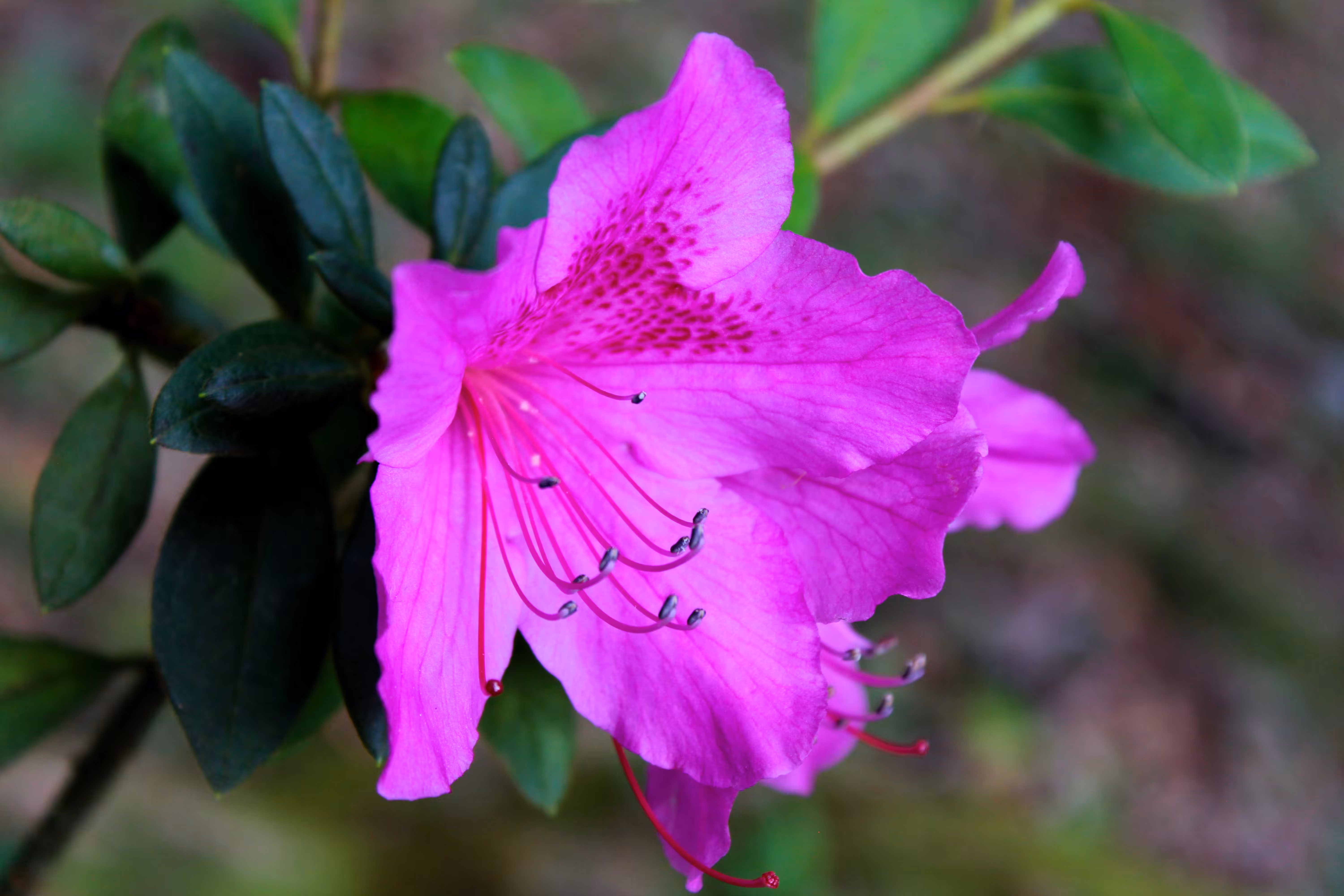 "Rhododendron"