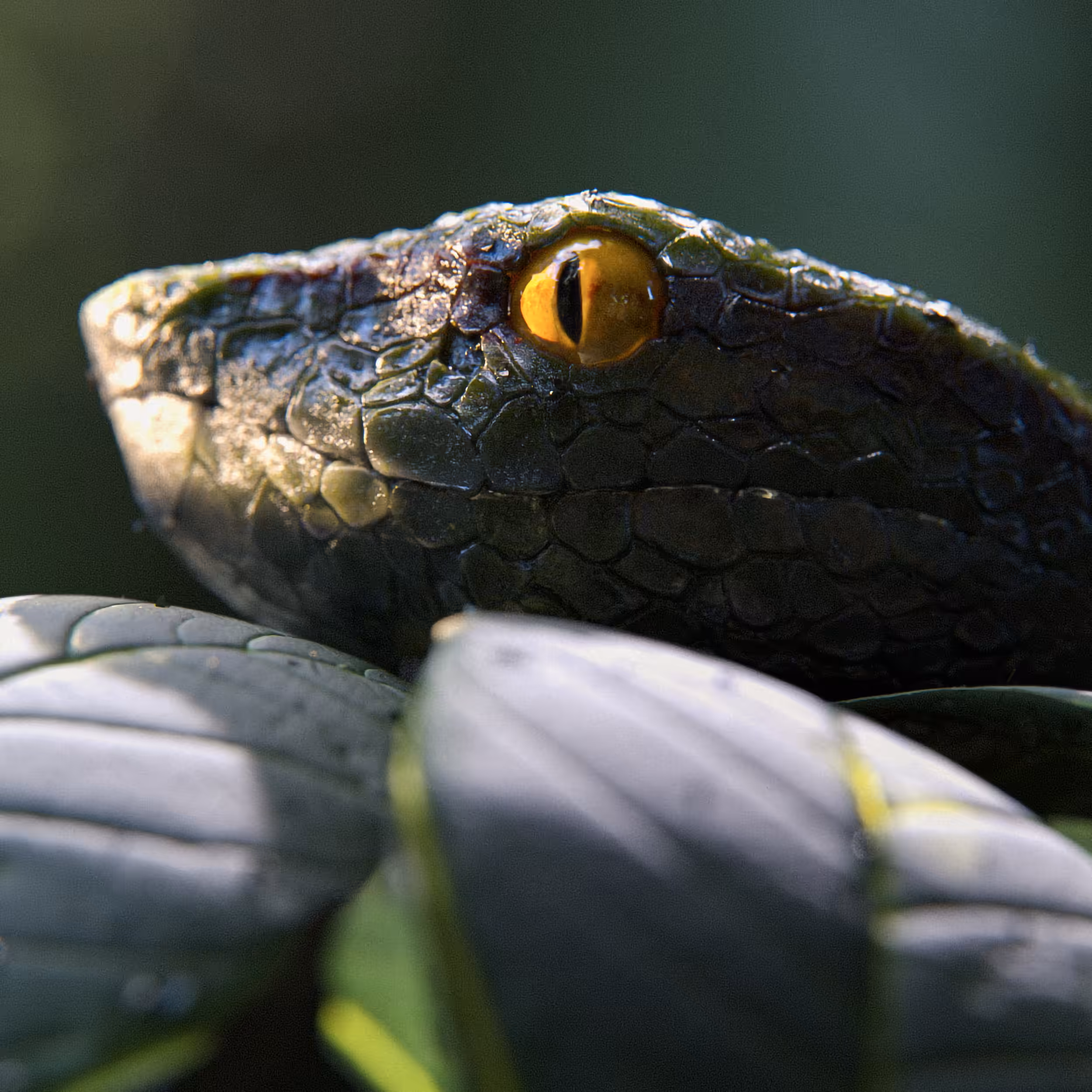 Pit Viper