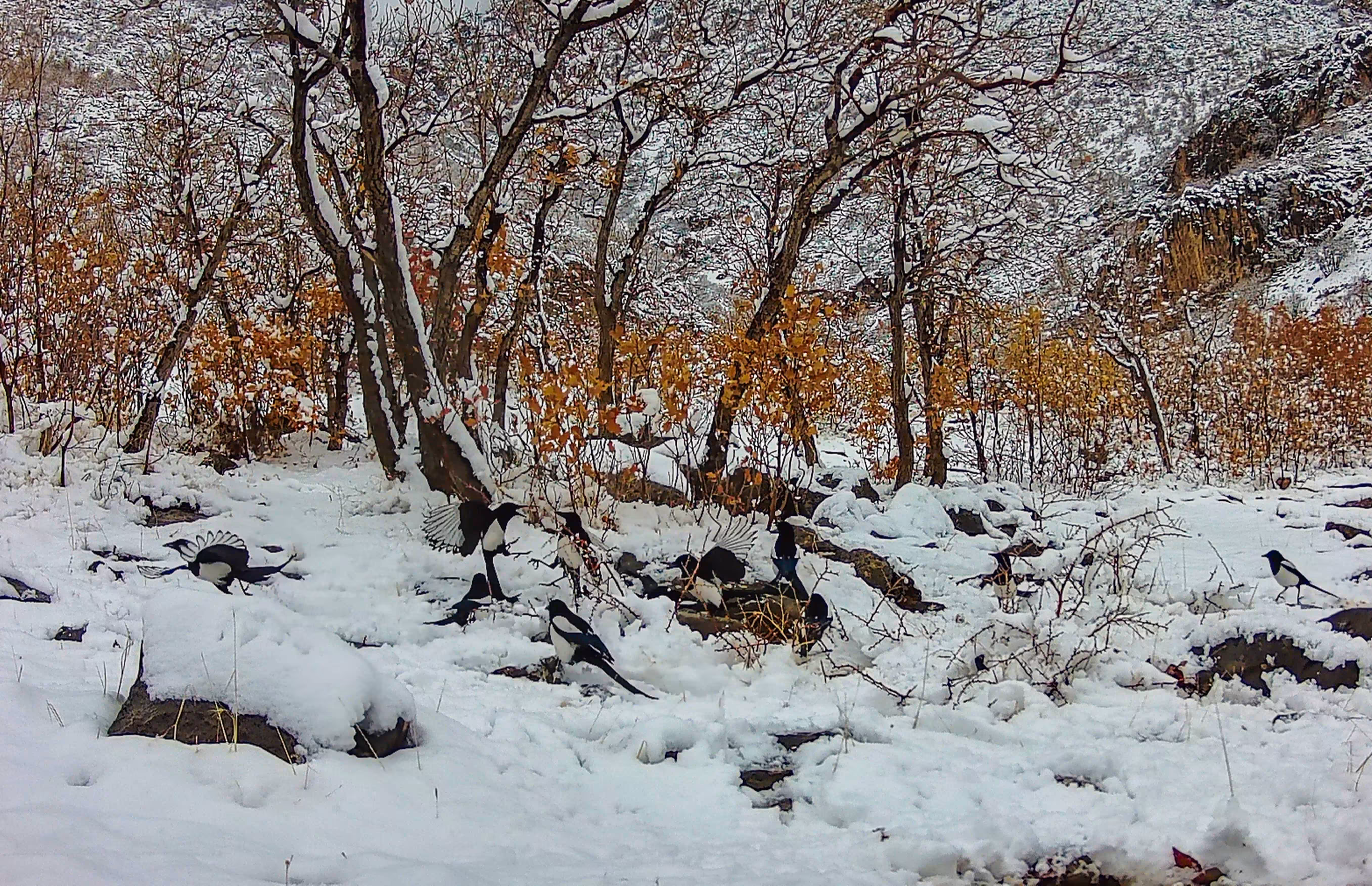 War of the Eurasian Magpies in the Snow. 