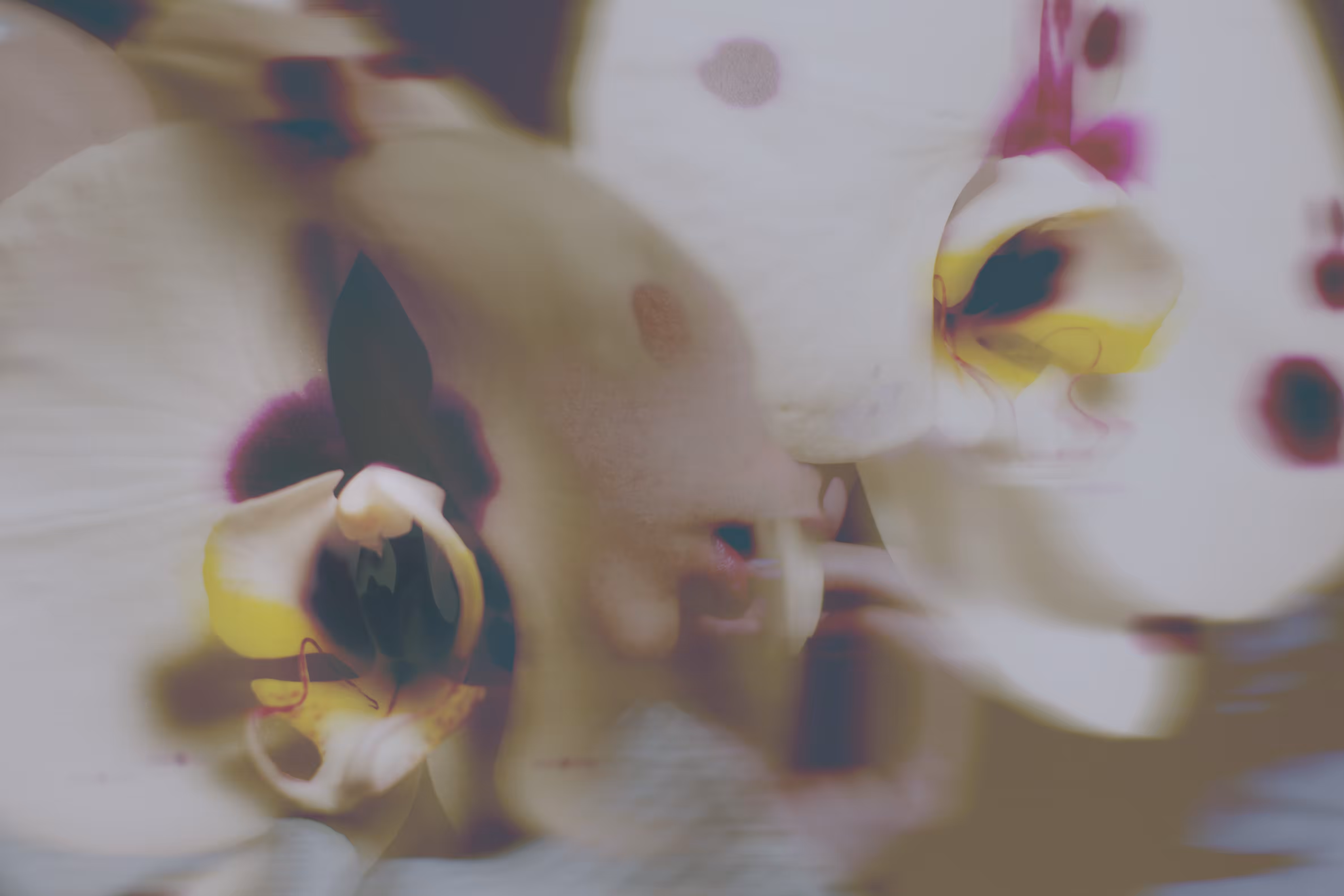 THE DESIRE DIARY #03