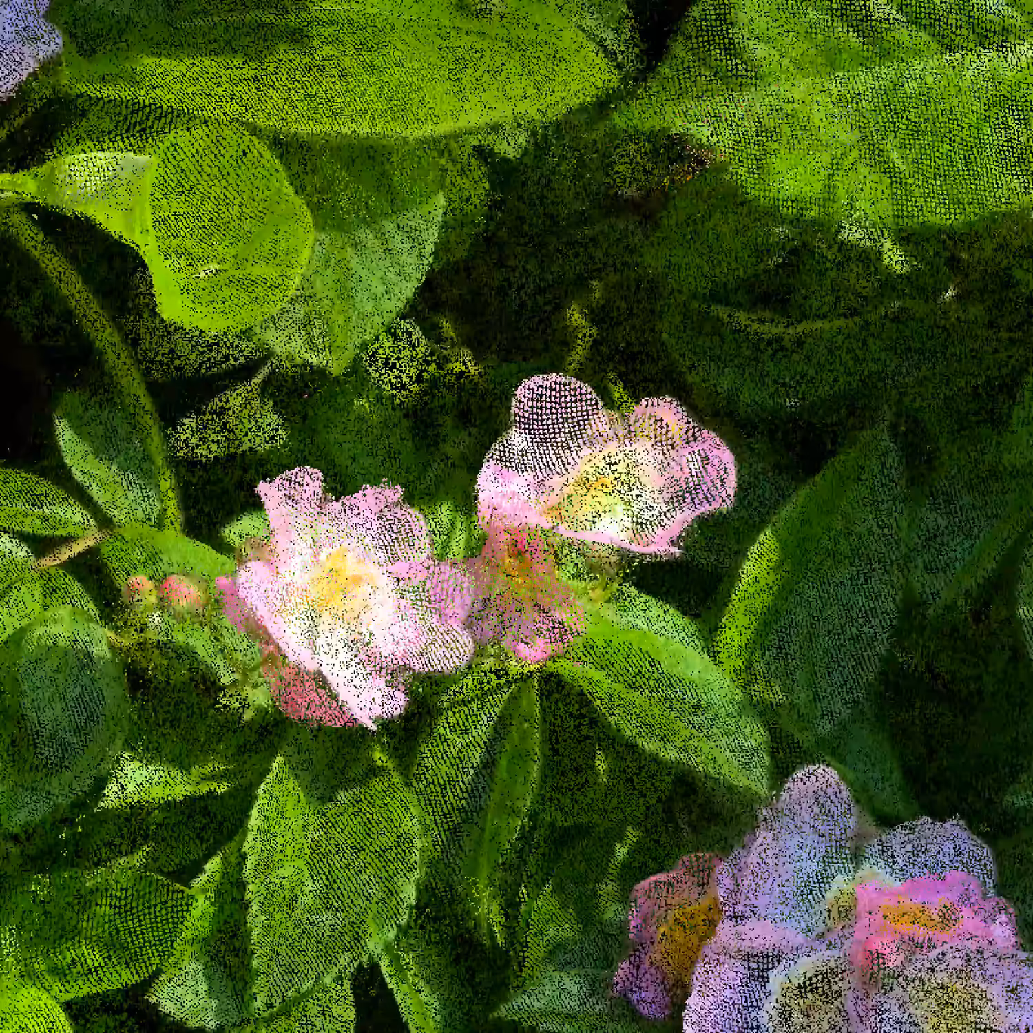 Climbing Rose [NFT version]