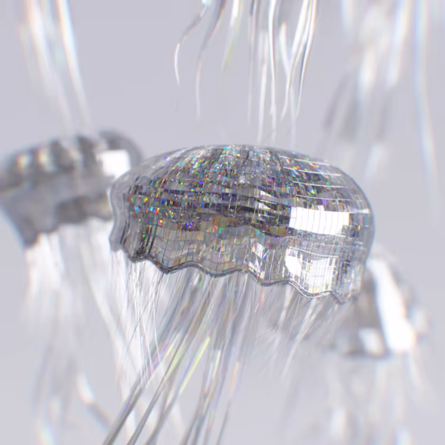 Jellyfish