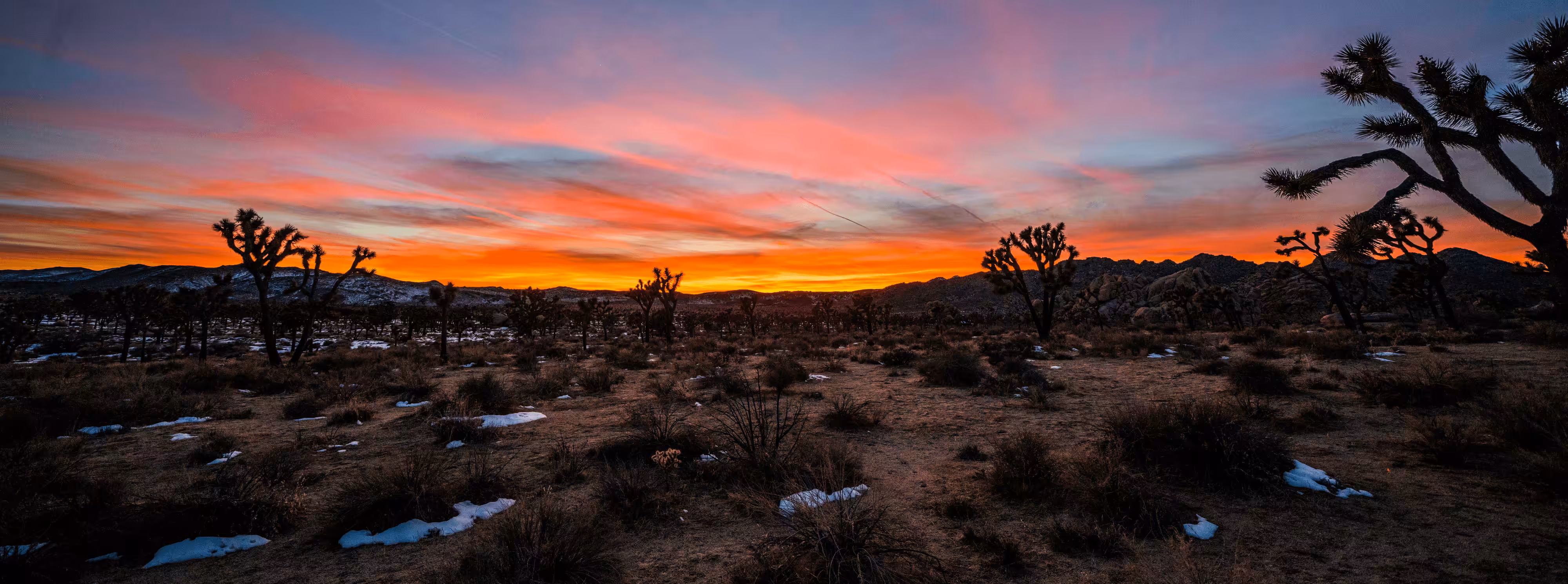 Rare Joshua Tree Snow