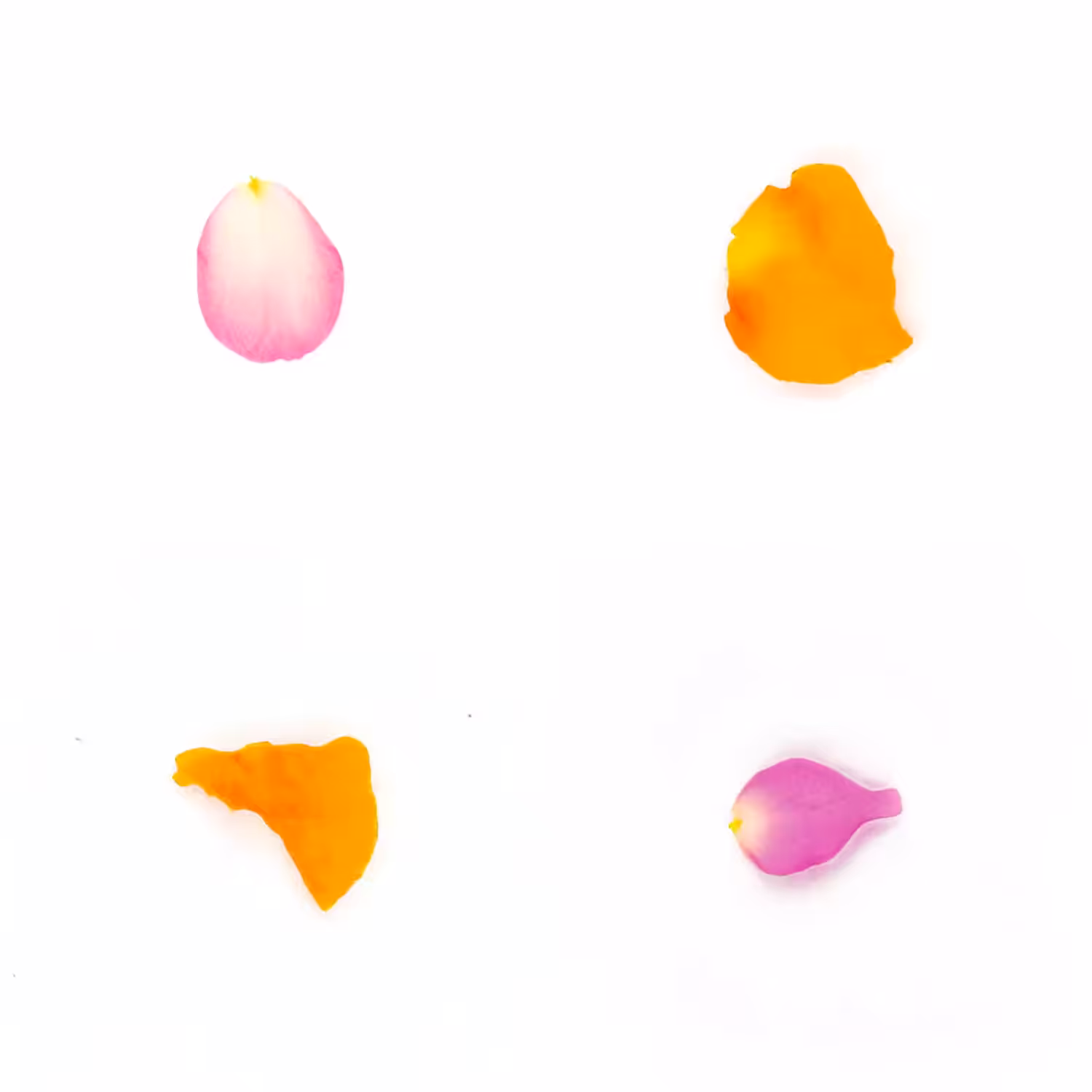 Infinite Petals 2x2#20216
