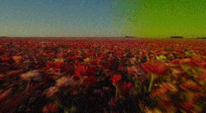 _field_of_flowers