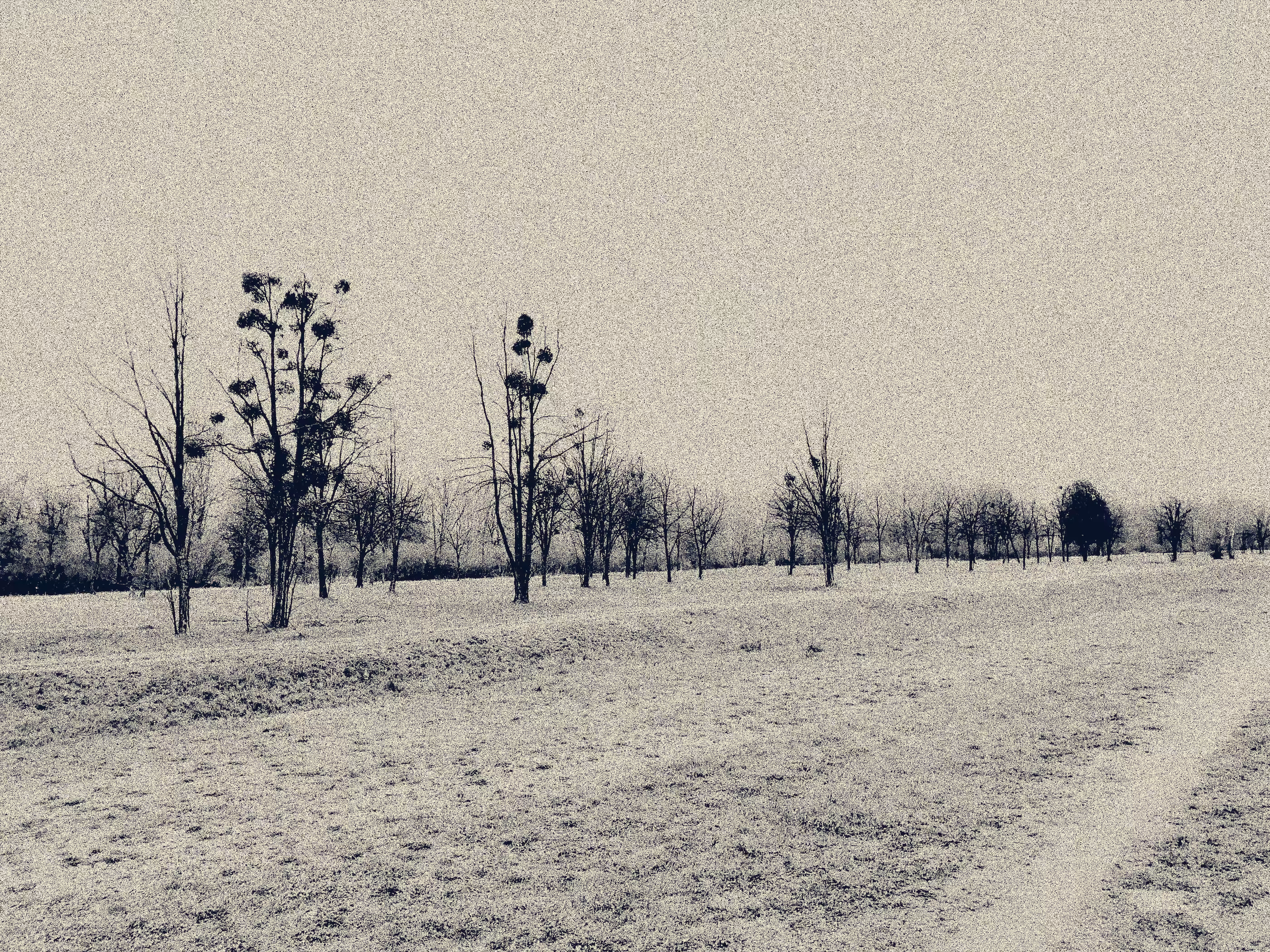 Lonely field