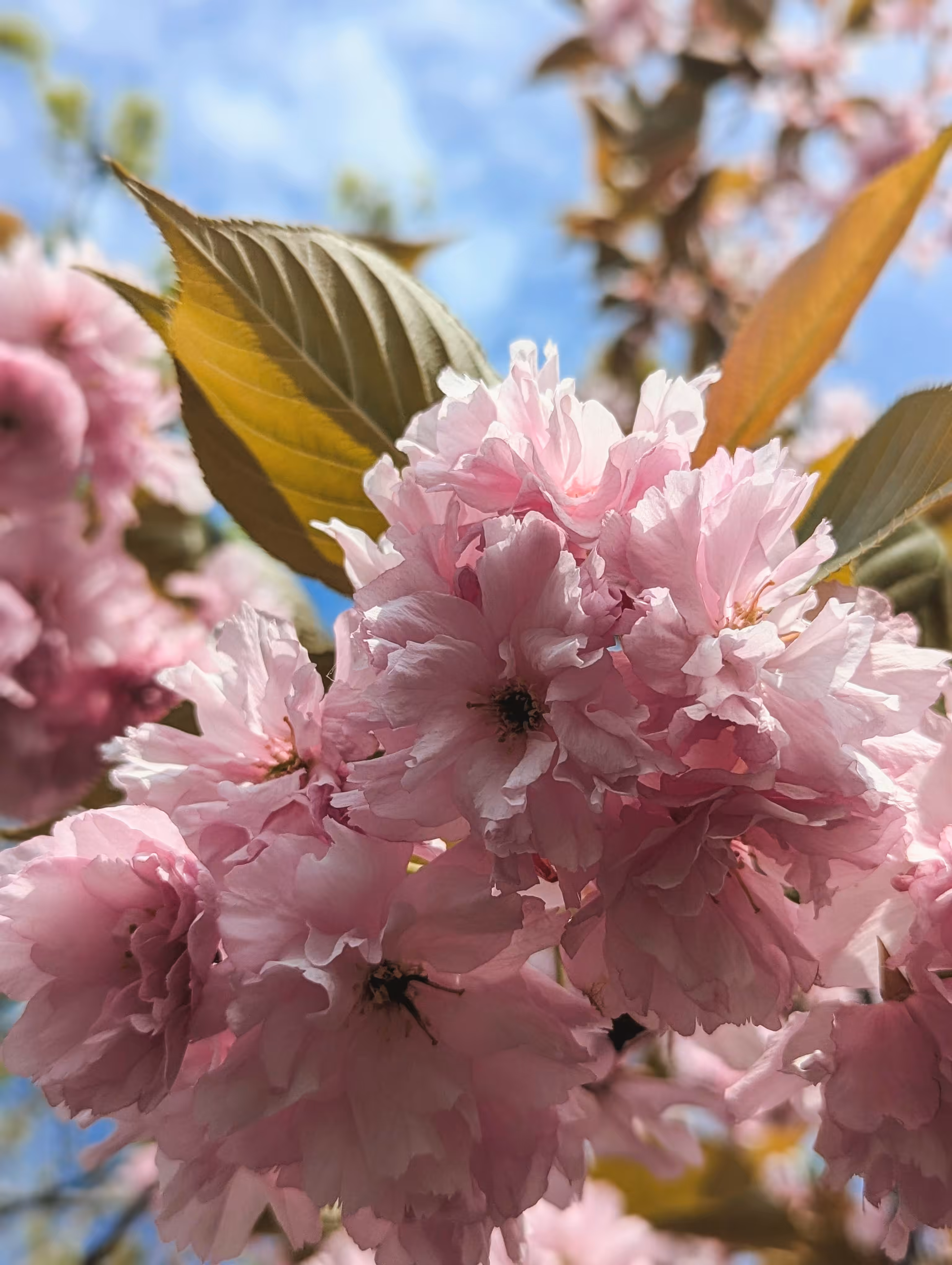 Luke_0x1 Photography : Blossom Blast