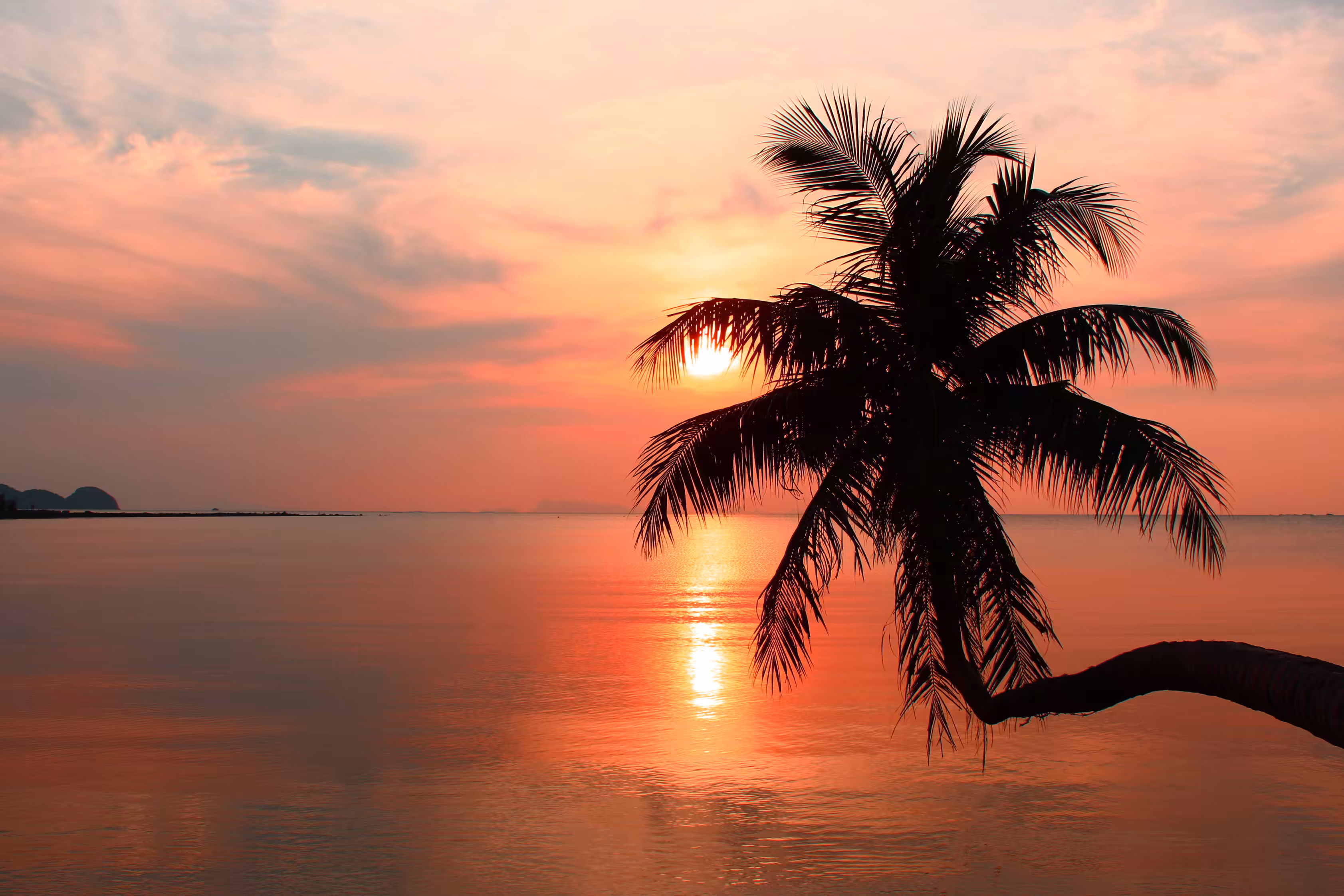 palm tree