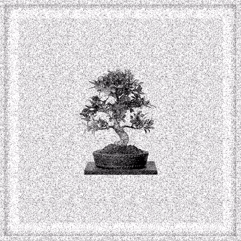 Bonsai Bonanza #31