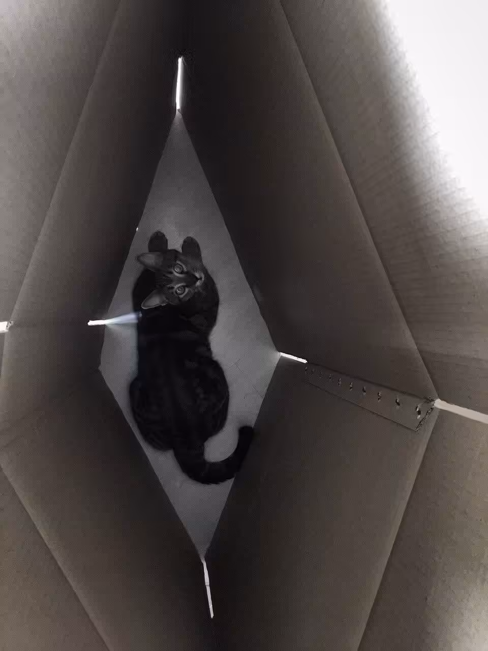 Photography (cats): Bambi.