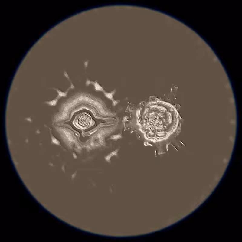Ethereal Microcosm #20