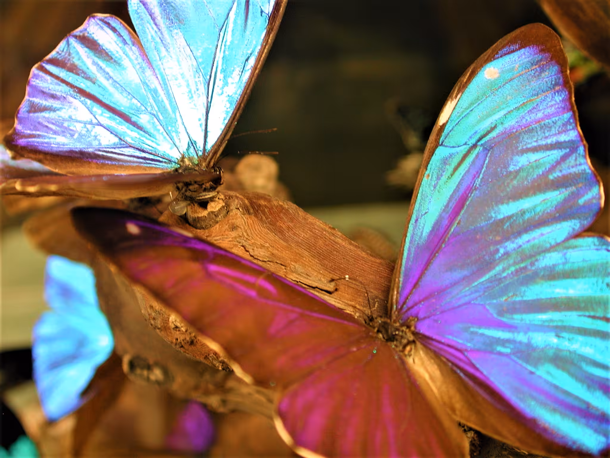 Butterfly 4