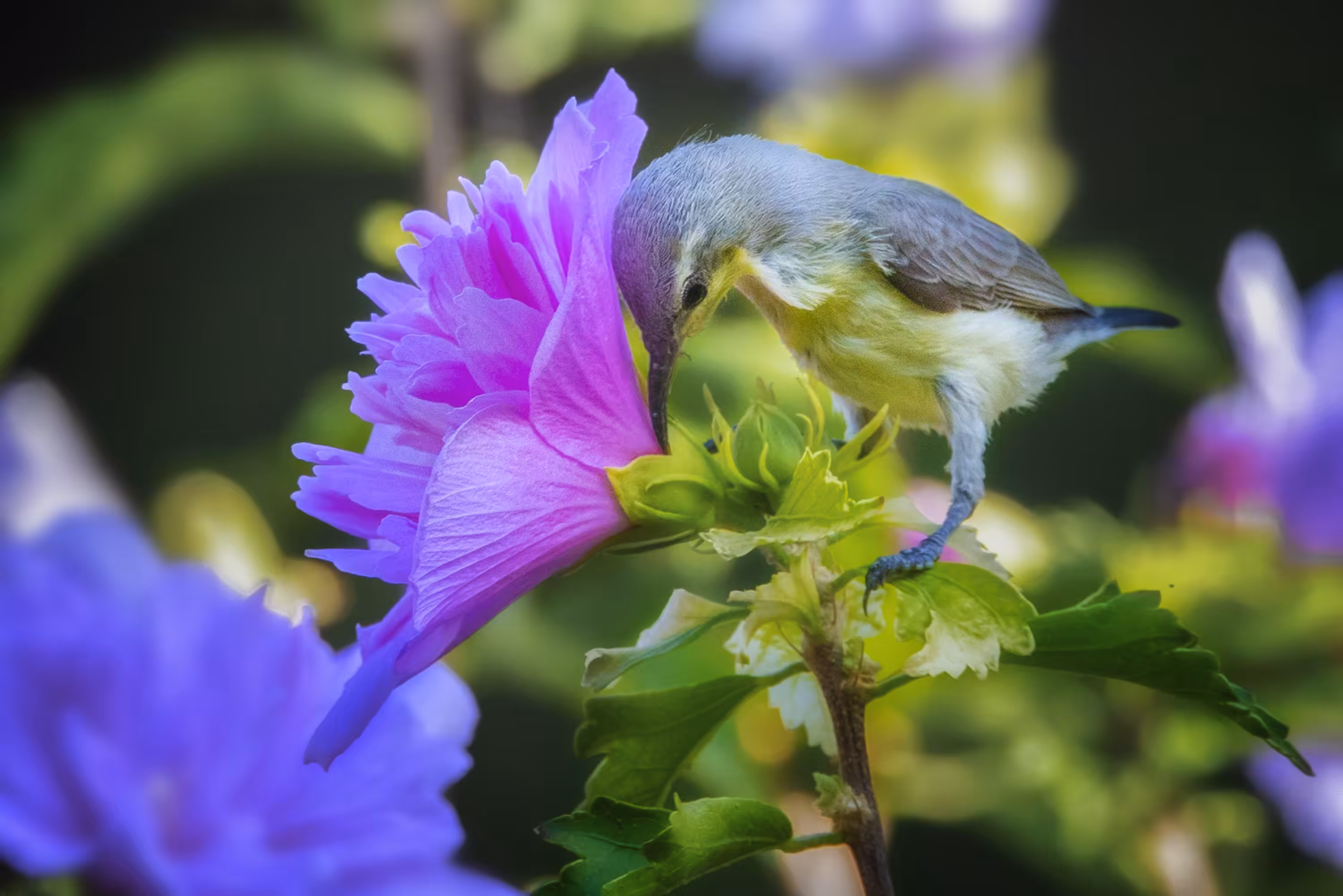 hummingbird