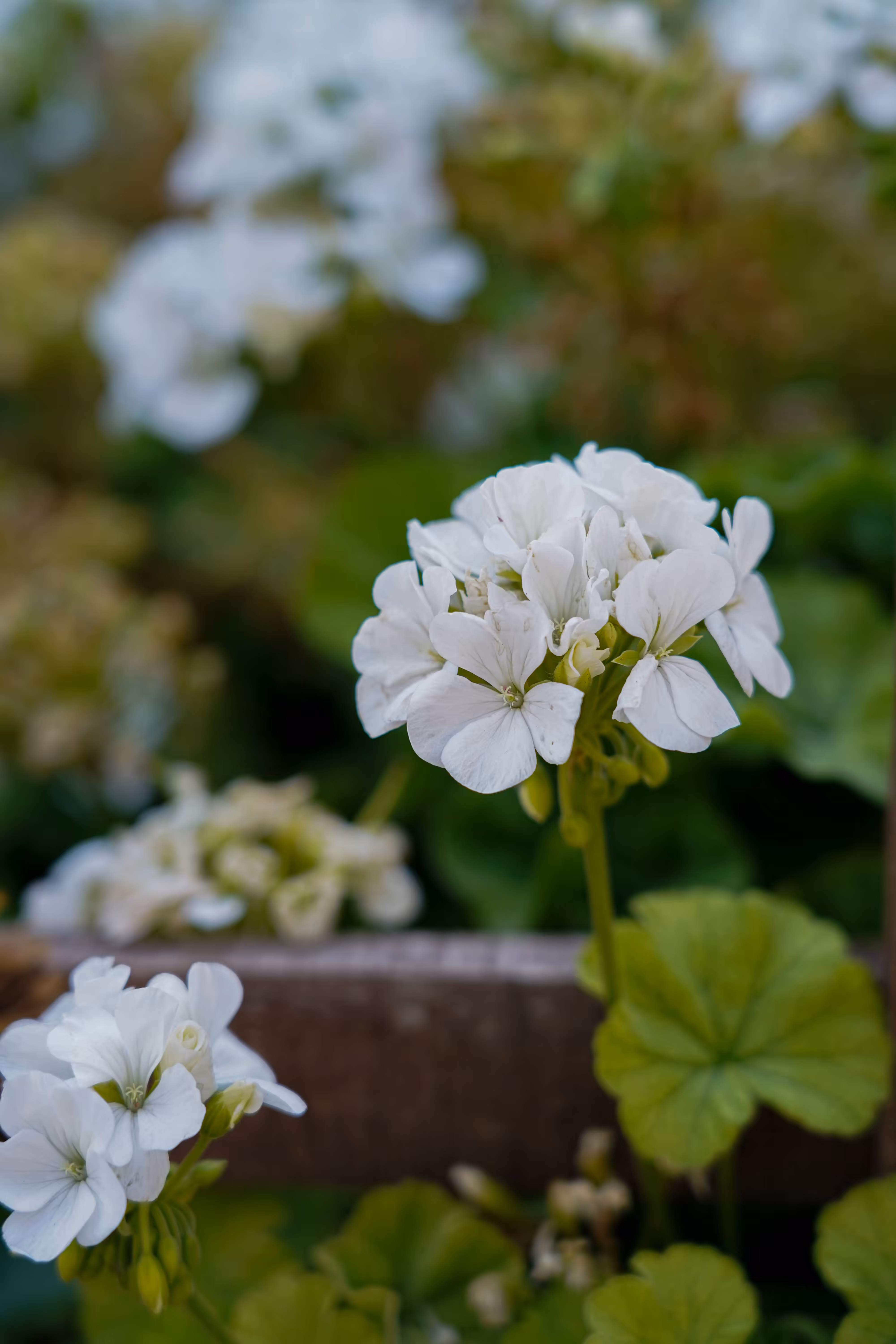 flowers: White Serenity