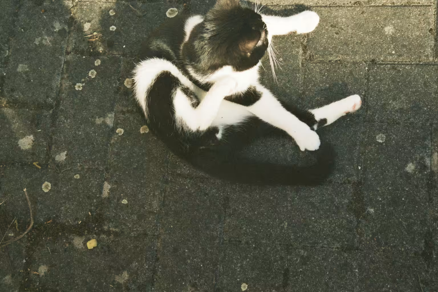 Gizmo and the bad framing