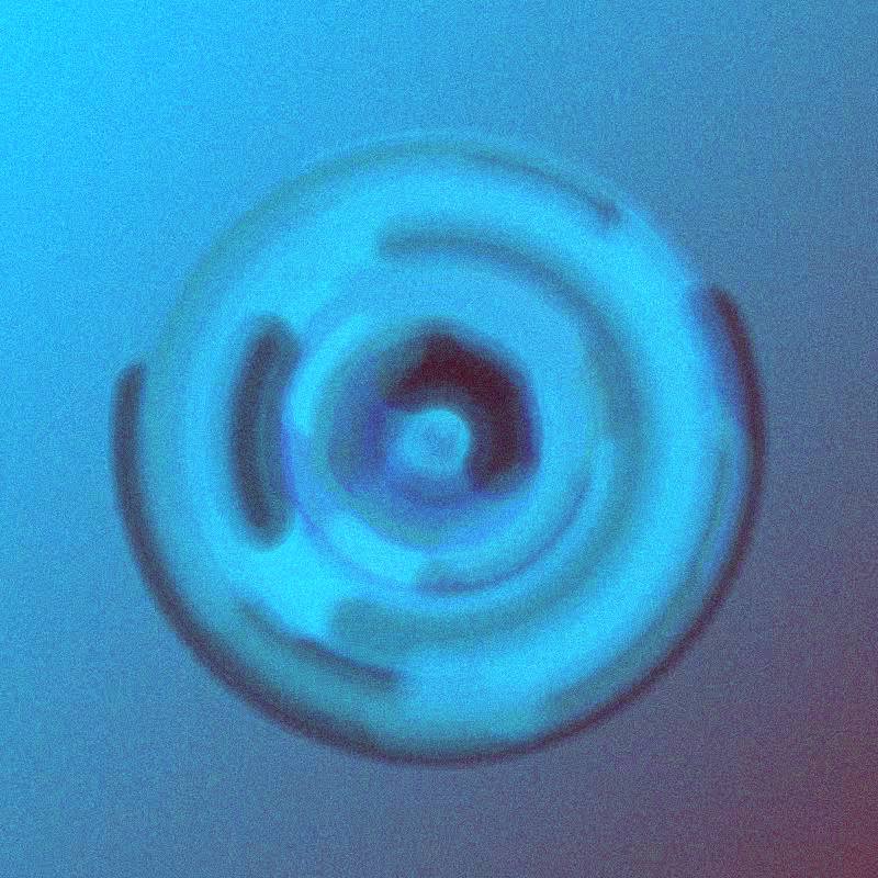 Wisp #256