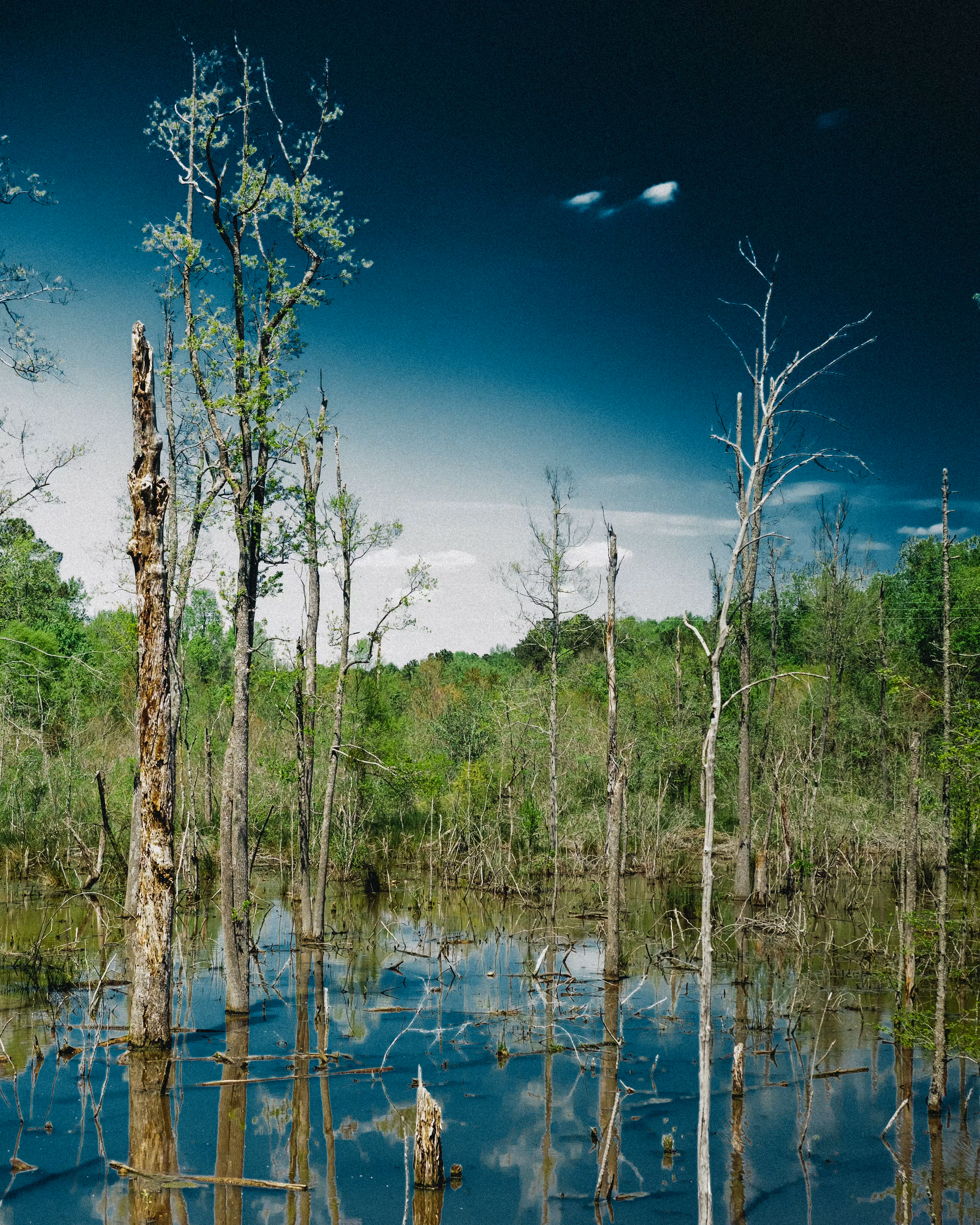 More Swamps