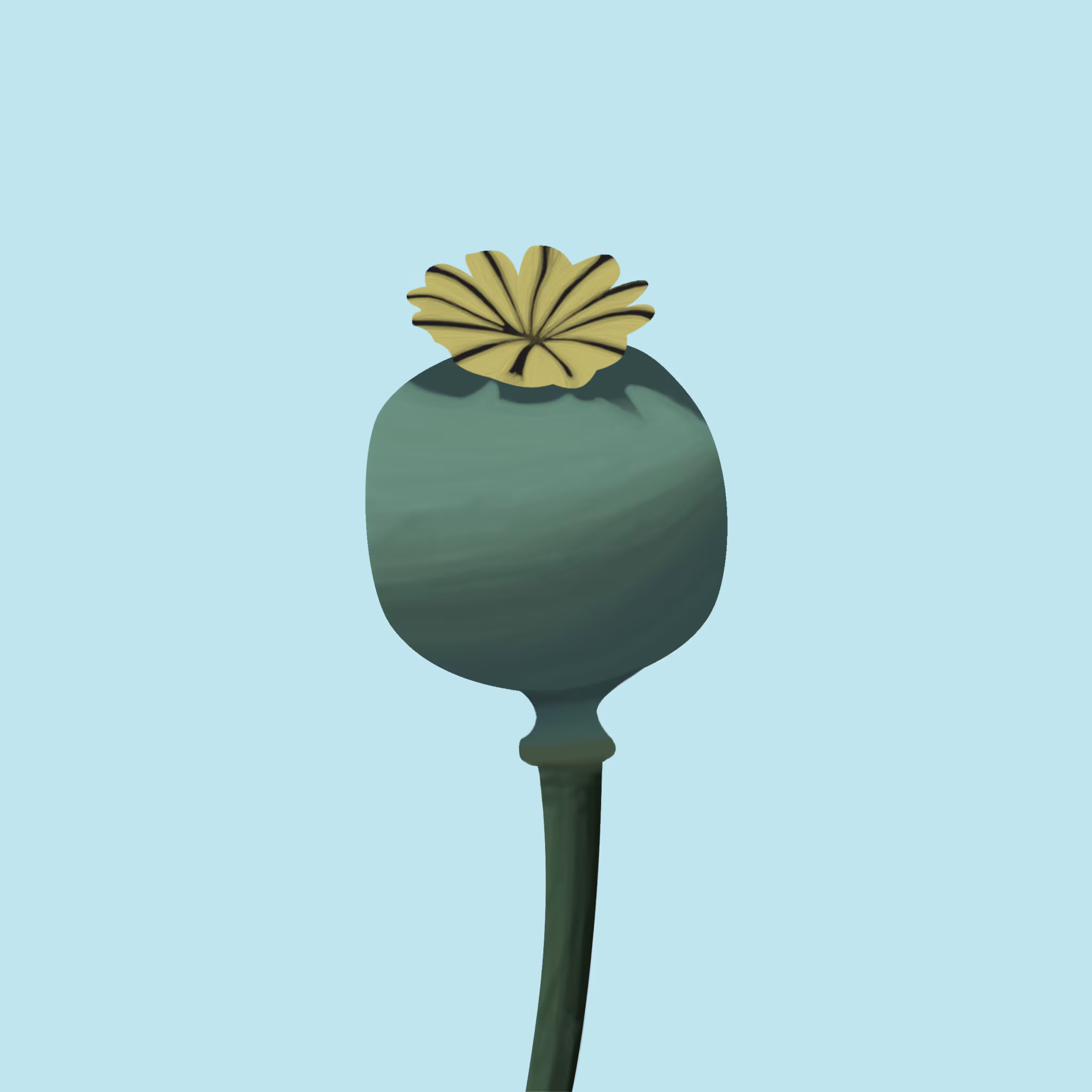 Papaver Somniferum