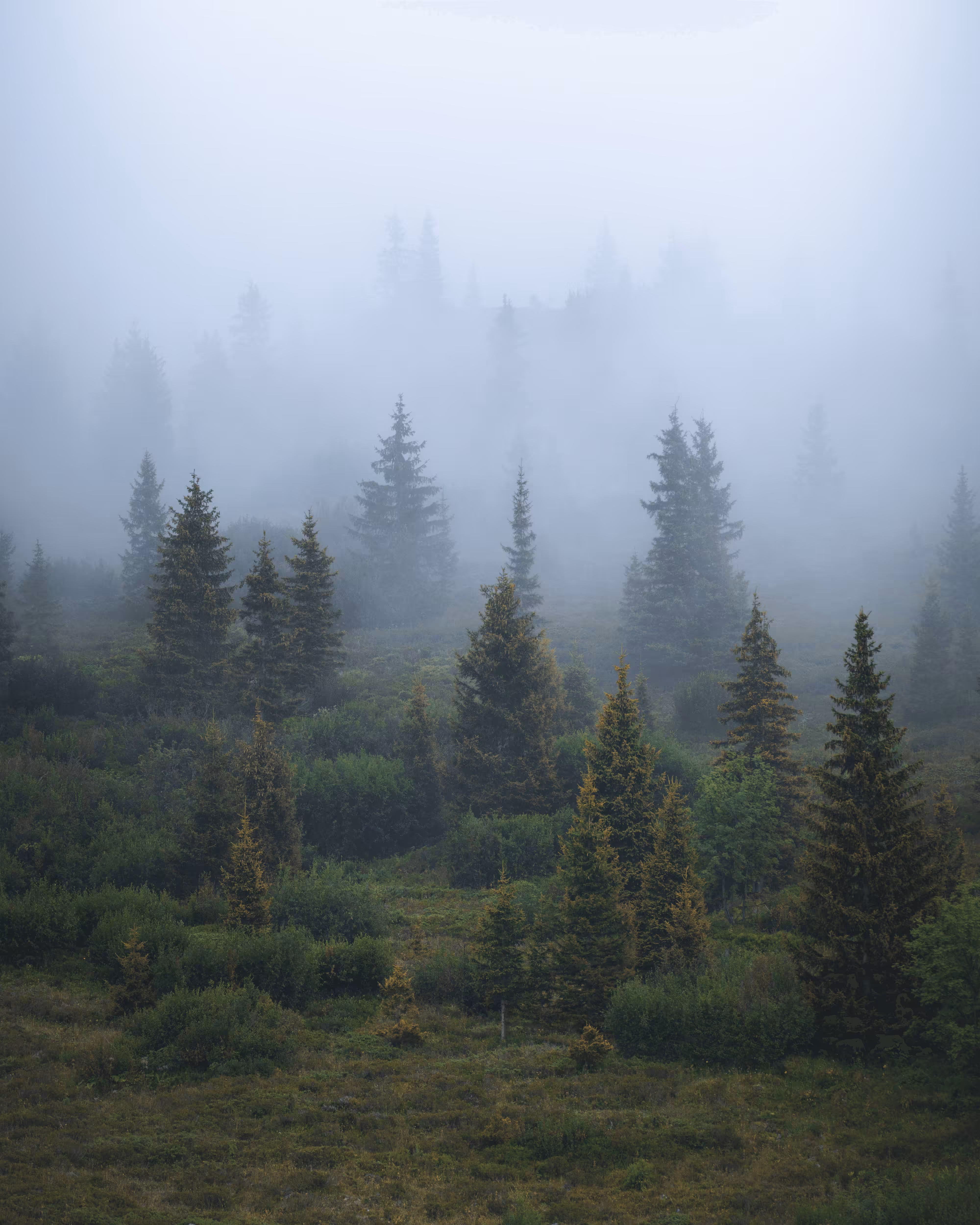 #49 - Mystery of the Trees