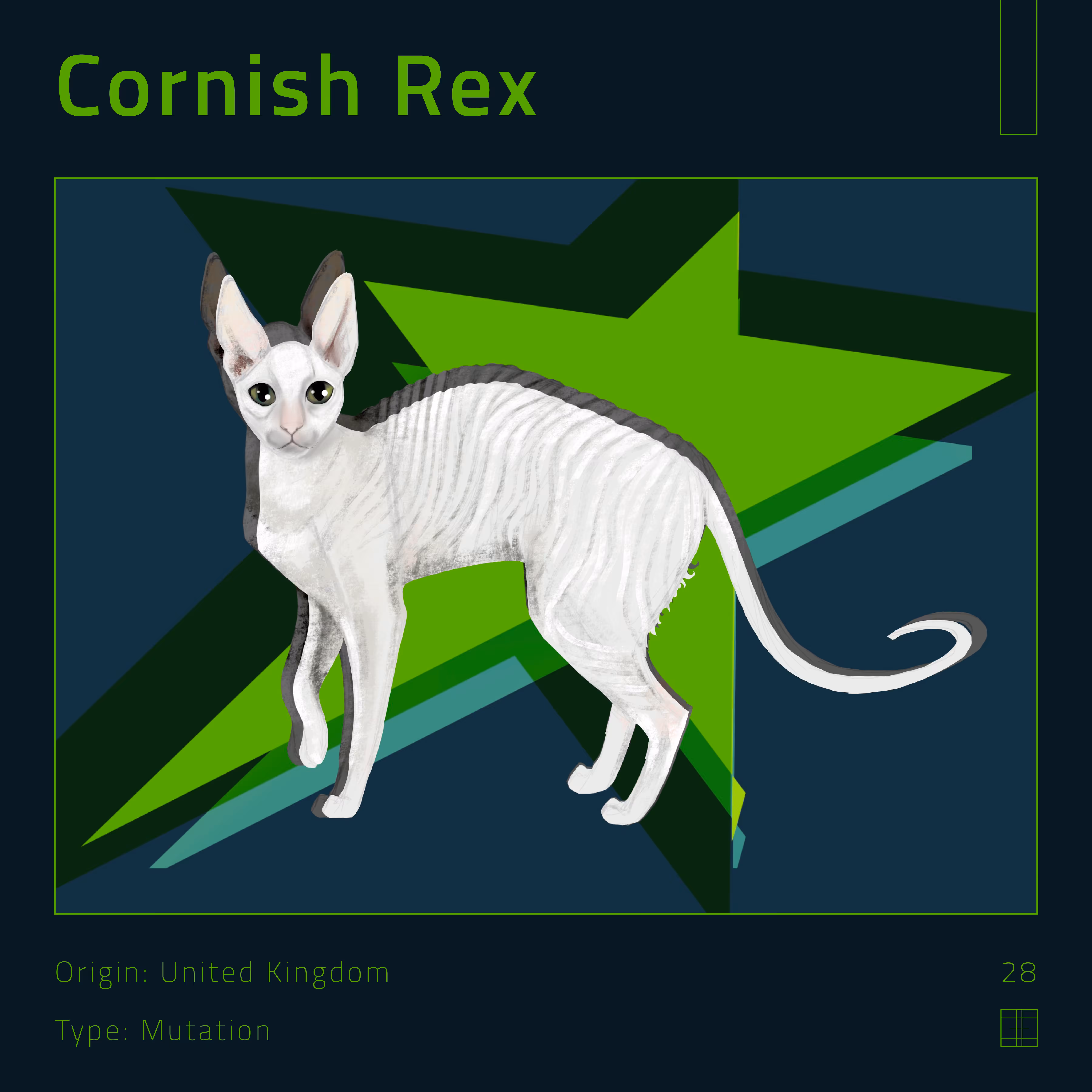 28 – Cornish Rex cat