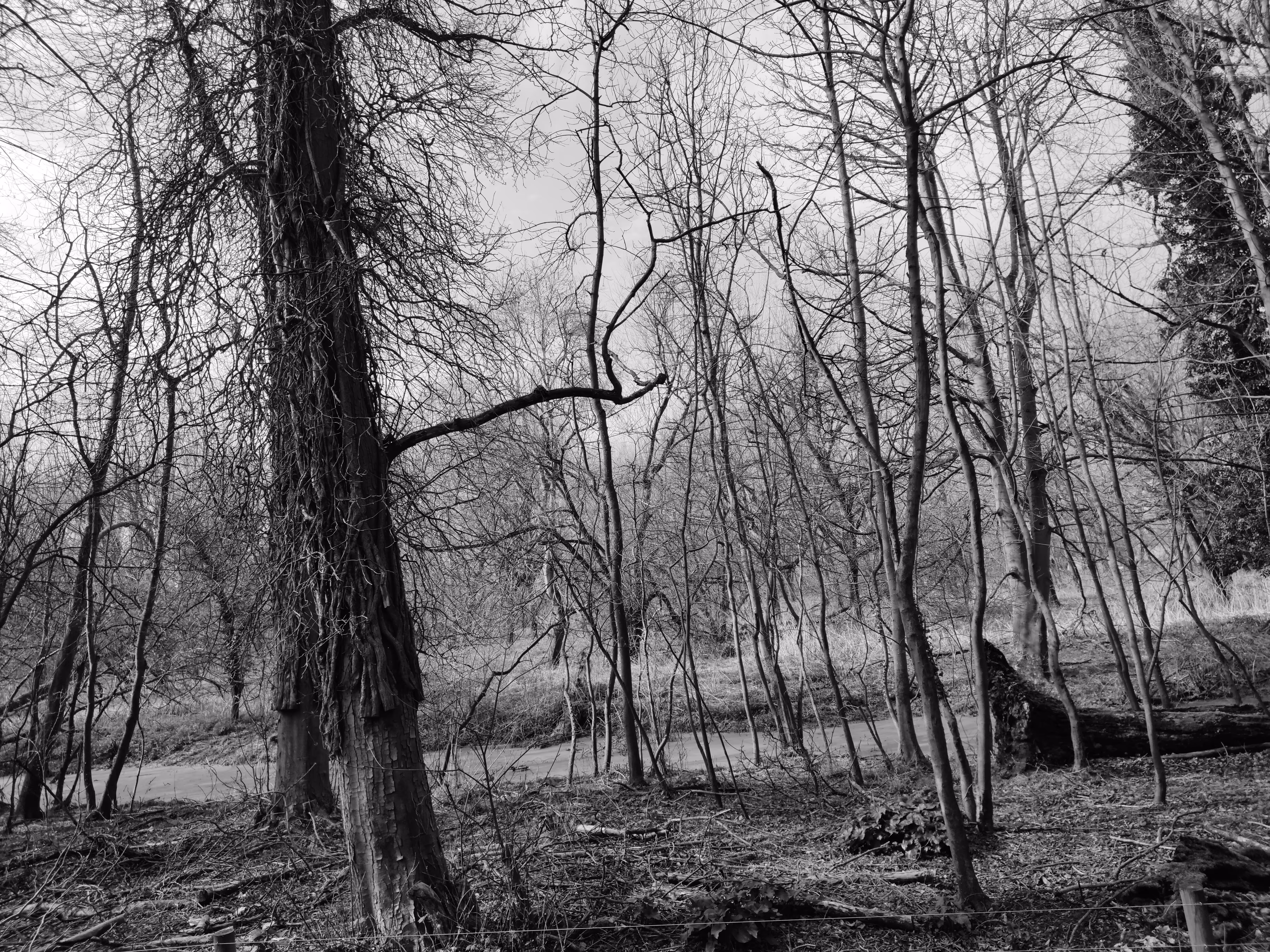 Marshes