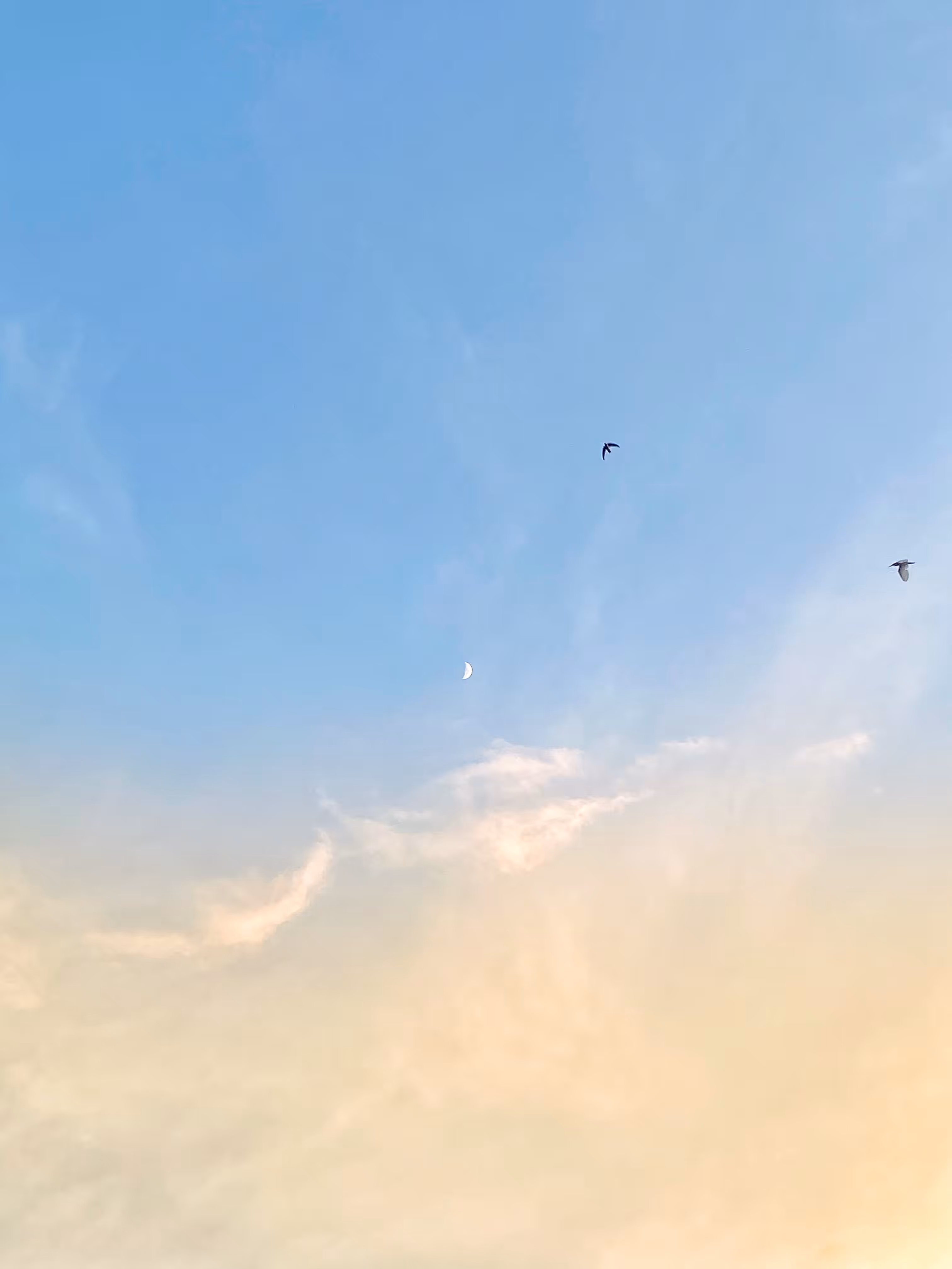 Morning moon ☽