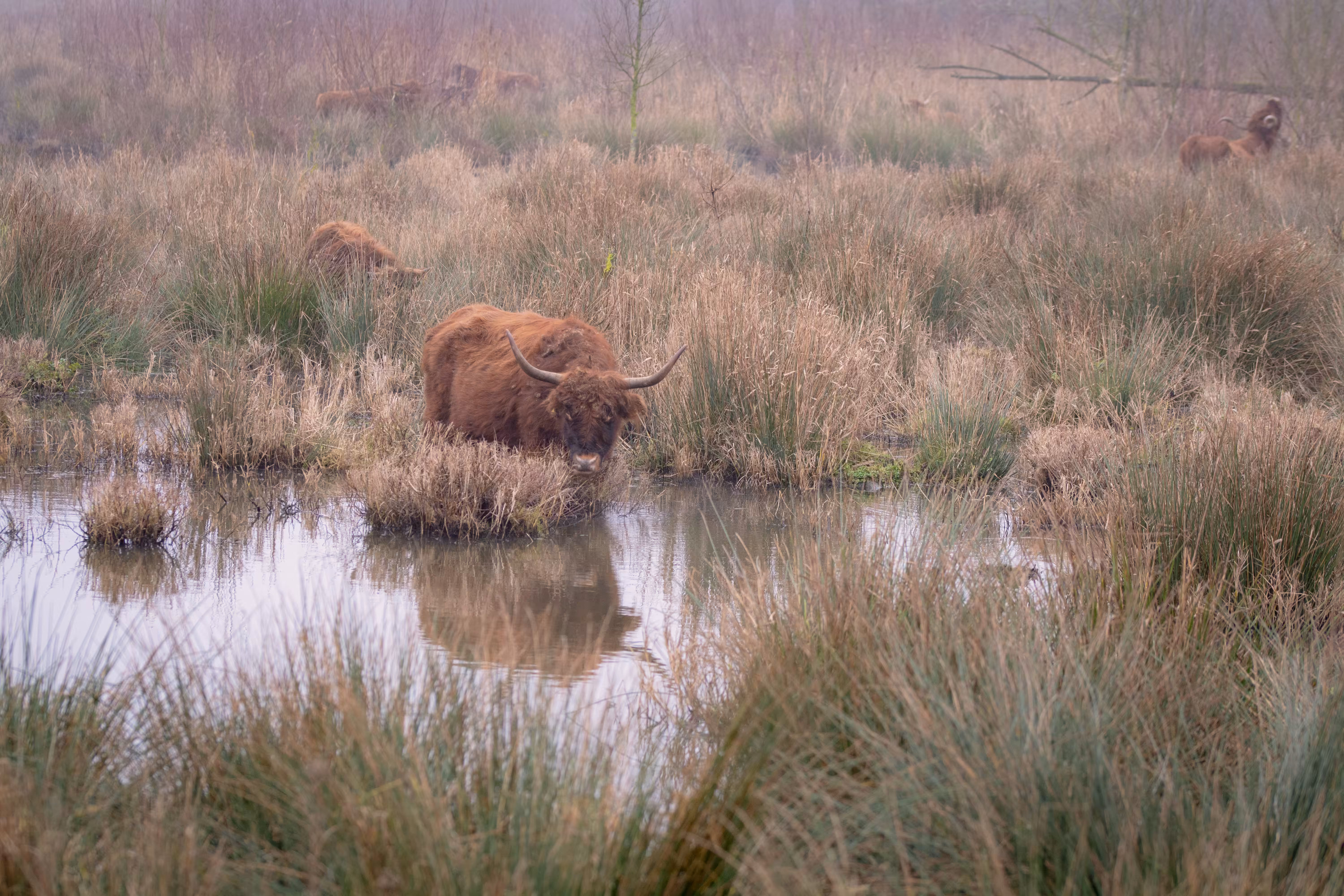 Reflections in the Mist